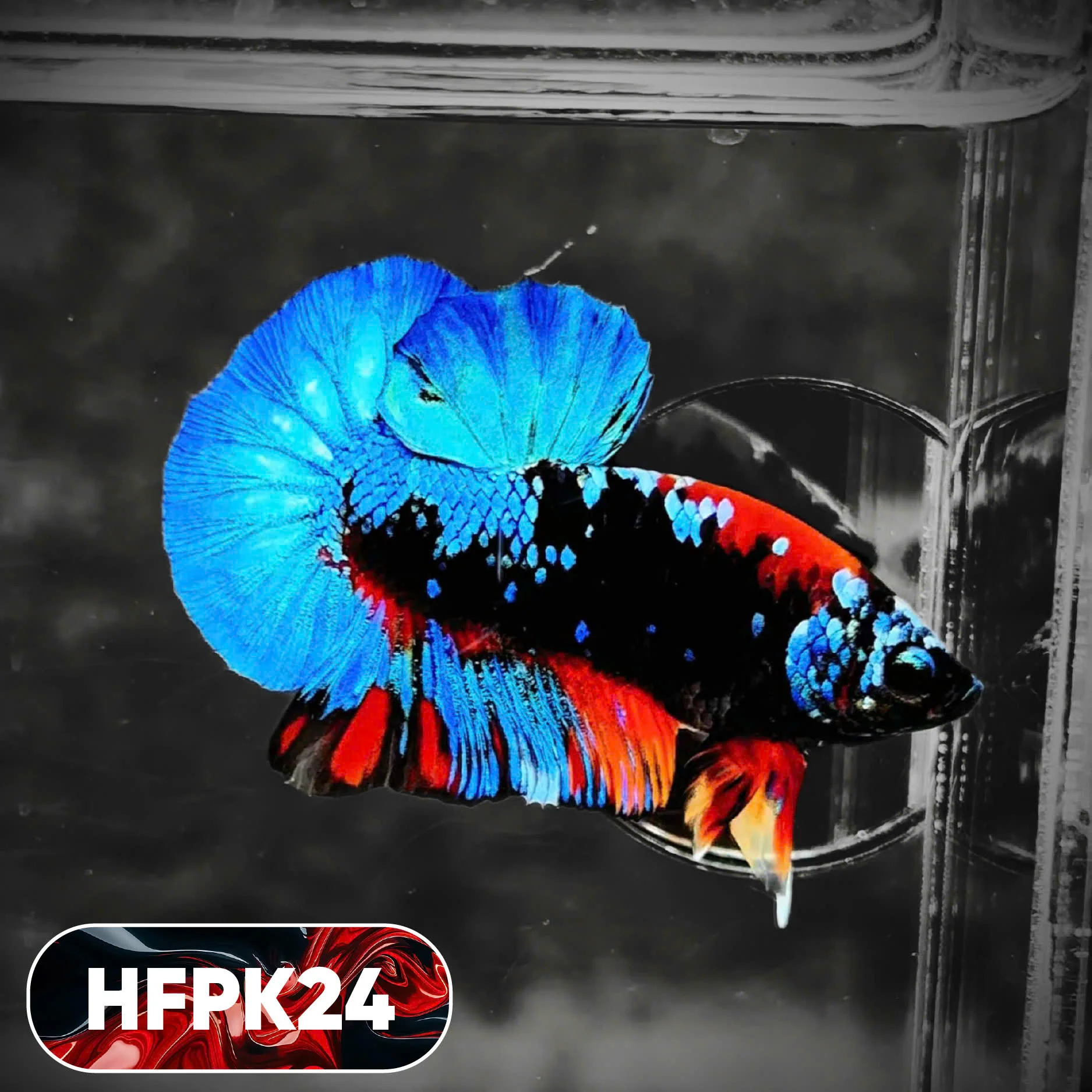 Dark Flame Hellfire Plakat Male Betta Fish | You Pick Fish | Rare Betta - Image 24