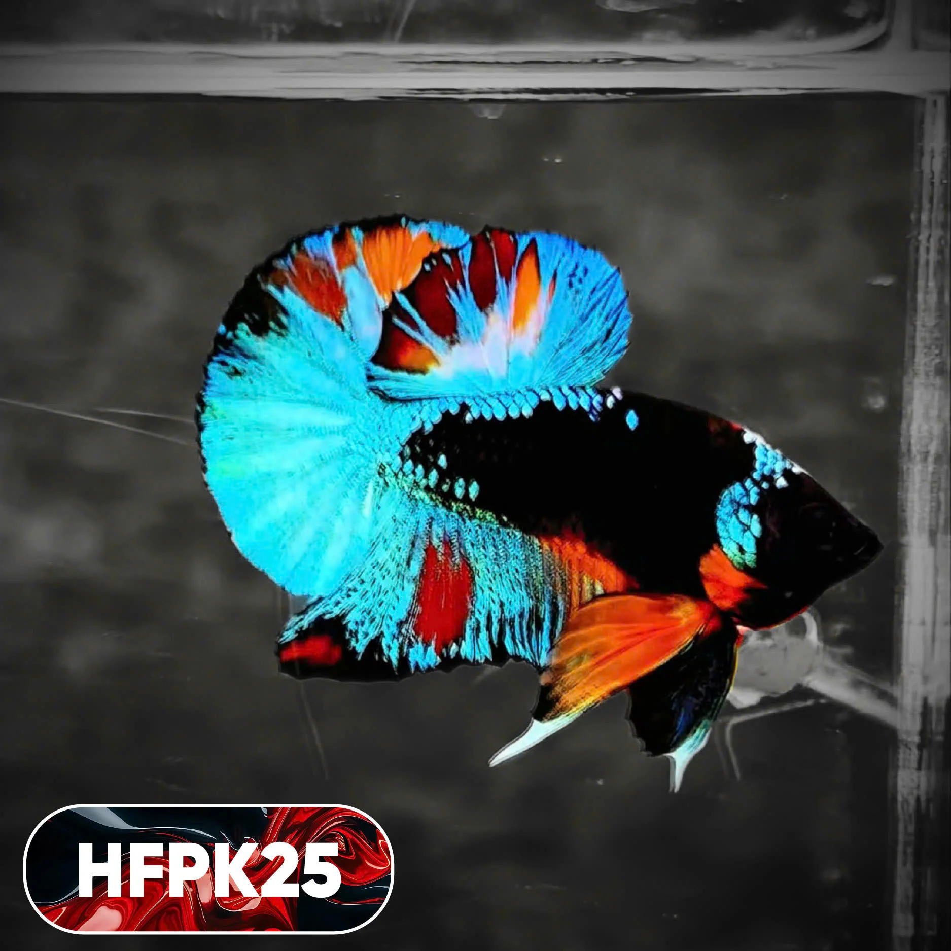 Dark Flame Hellfire Plakat Male Betta Fish | You Pick Fish | Rare Betta - Image 25