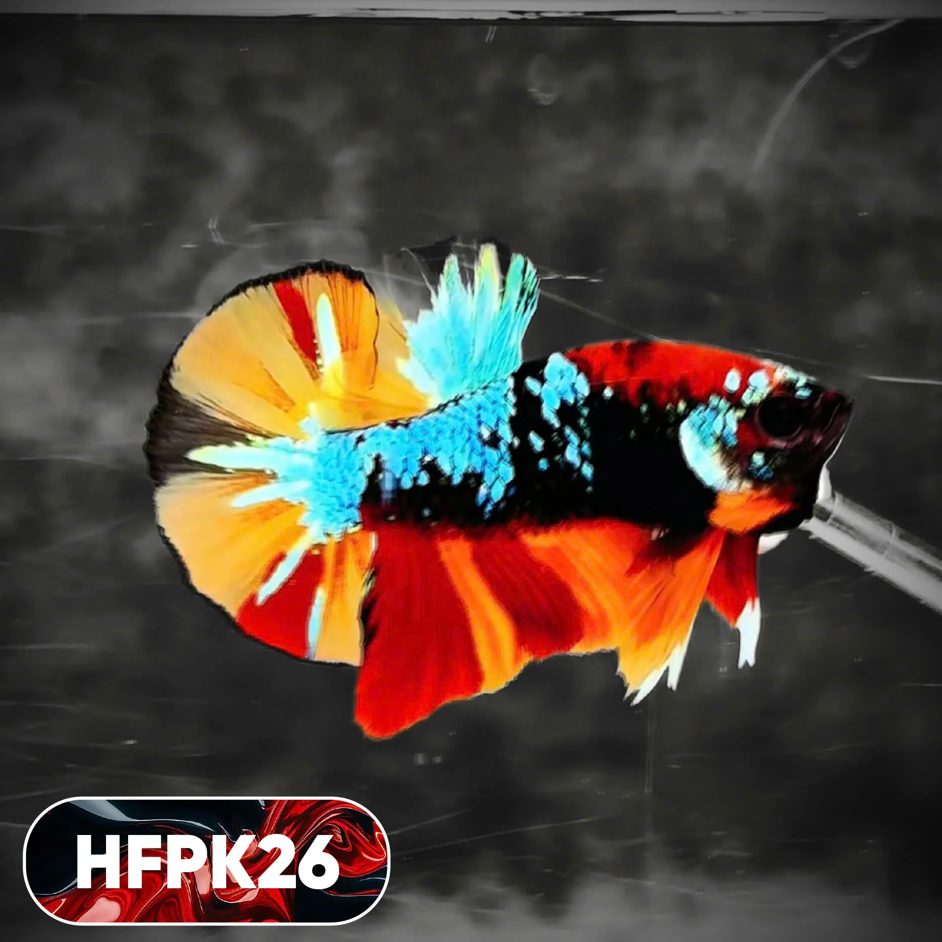 Dark Flame Hellfire Plakat Male Betta Fish | You Pick Fish | Rare Betta - Image 26