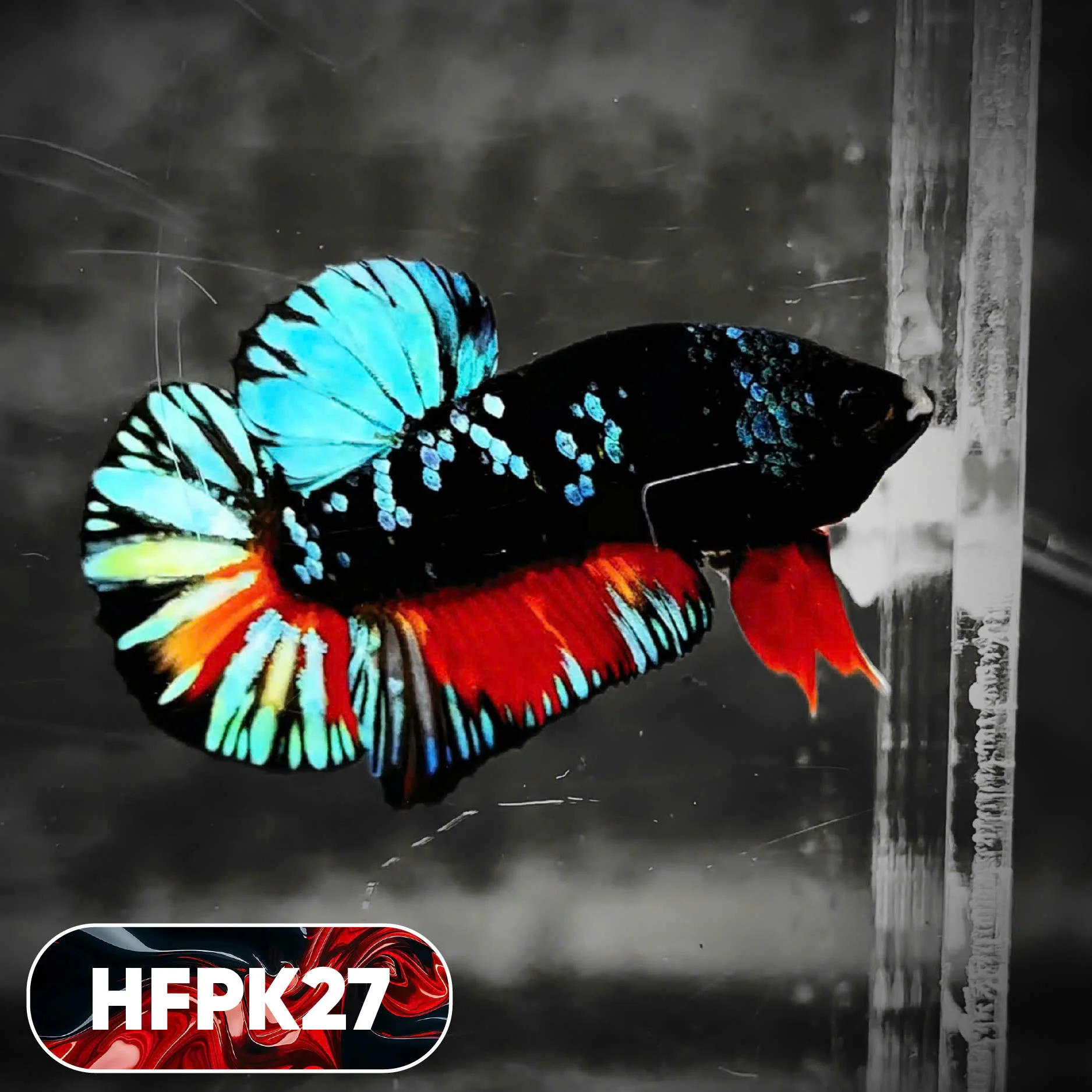 Dark Flame Hellfire Plakat Male Betta Fish | You Pick Fish | Rare Betta - Image 27