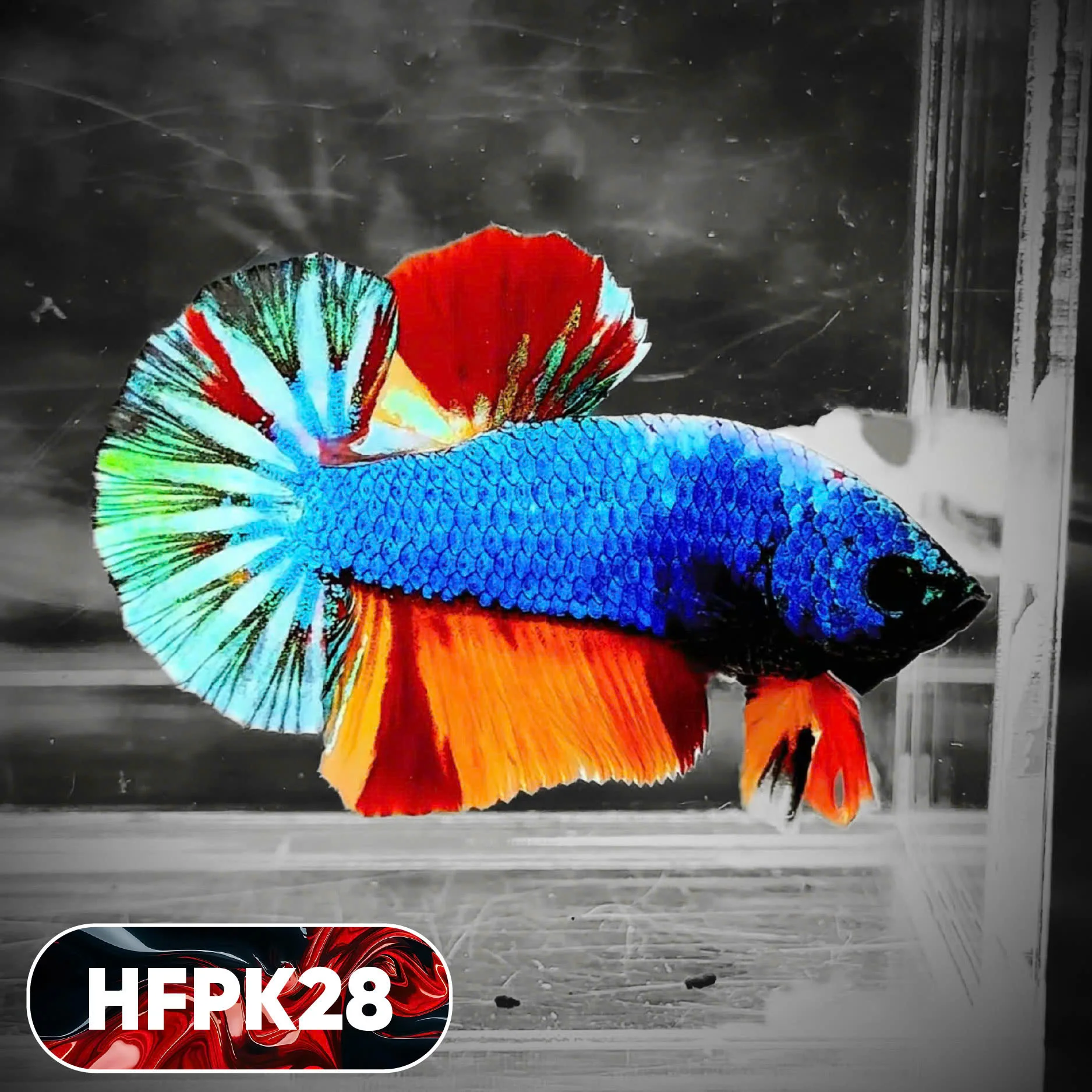 Dark Flame Hellfire Plakat Male Betta Fish | You Pick Fish | Rare Betta - Image 28