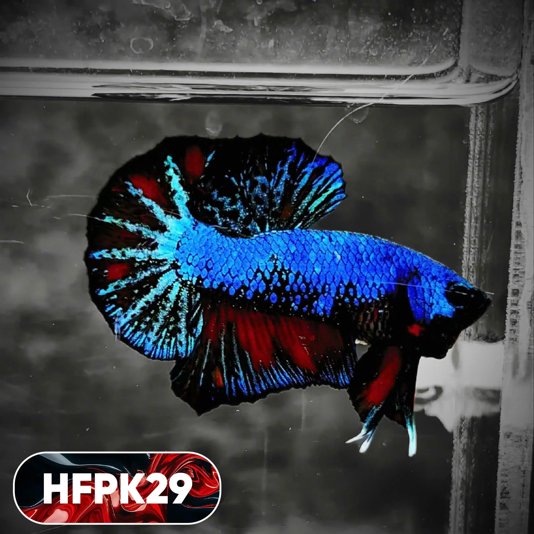 Dark Flame Hellfire Plakat Male Betta Fish | You Pick Fish | Rare Betta - Image 29