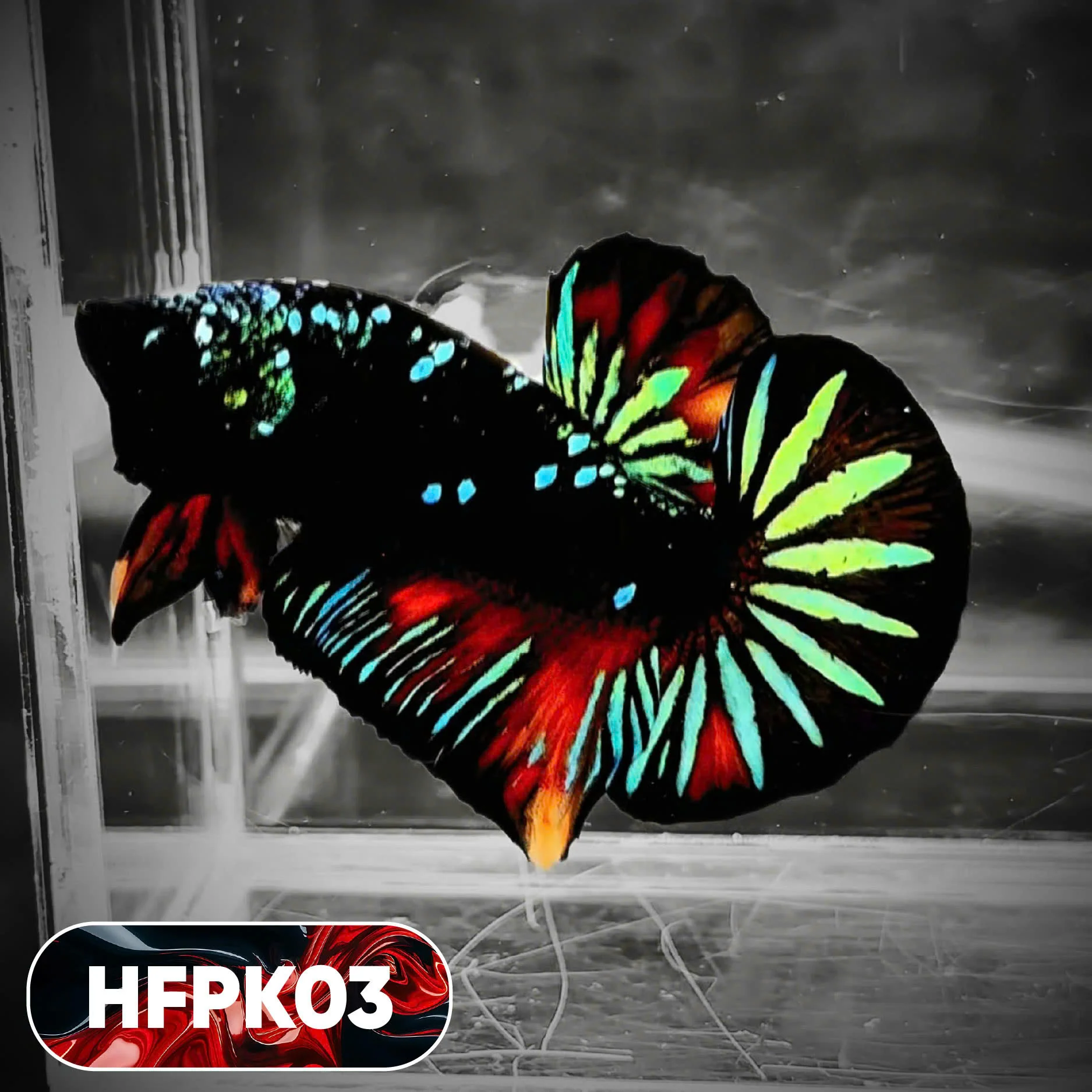 Dark Flame Hellfire Plakat Male Betta Fish | You Pick Fish | Rare Betta - Image 3