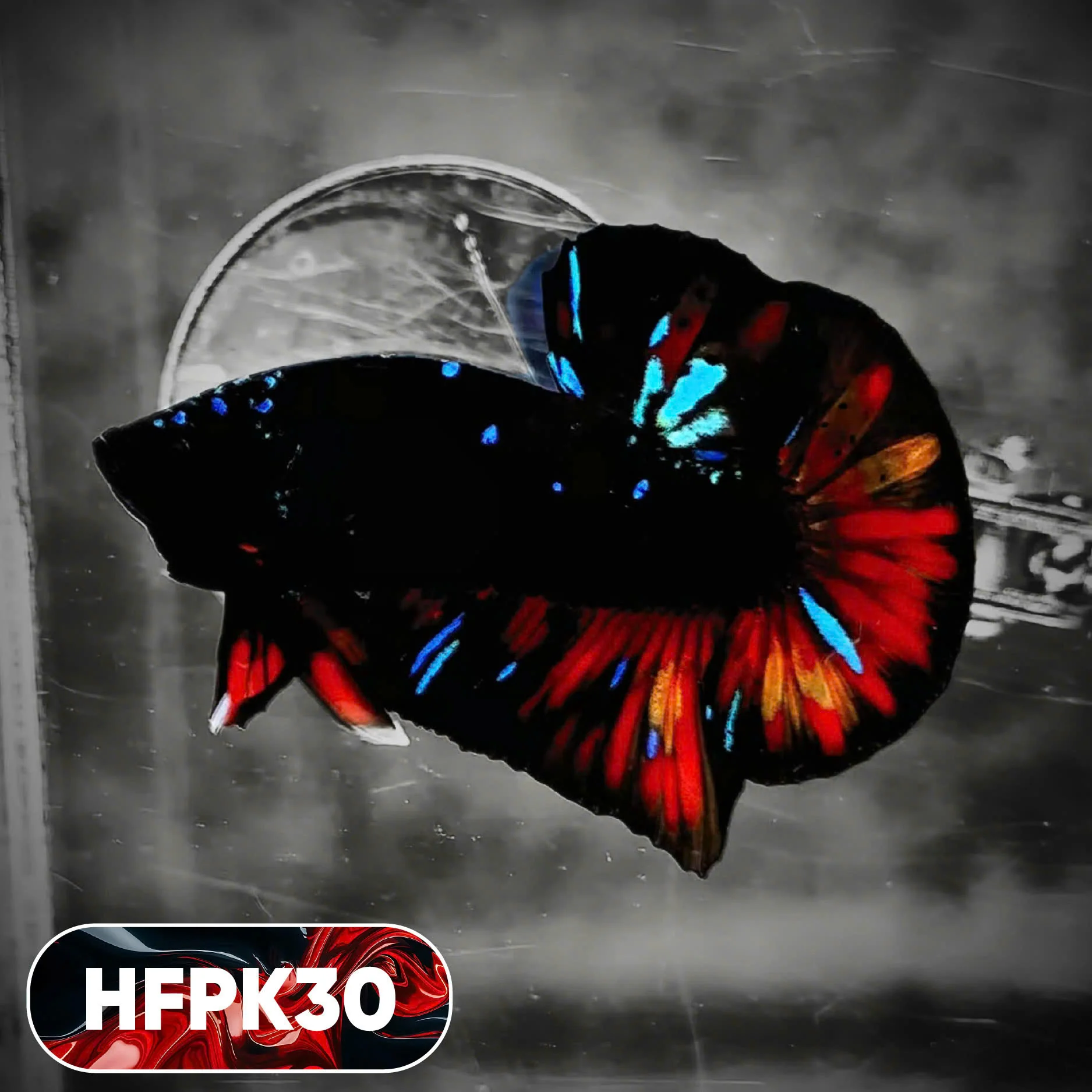 Dark Flame Hellfire Plakat Male Betta Fish | You Pick Fish | Rare Betta - Image 30