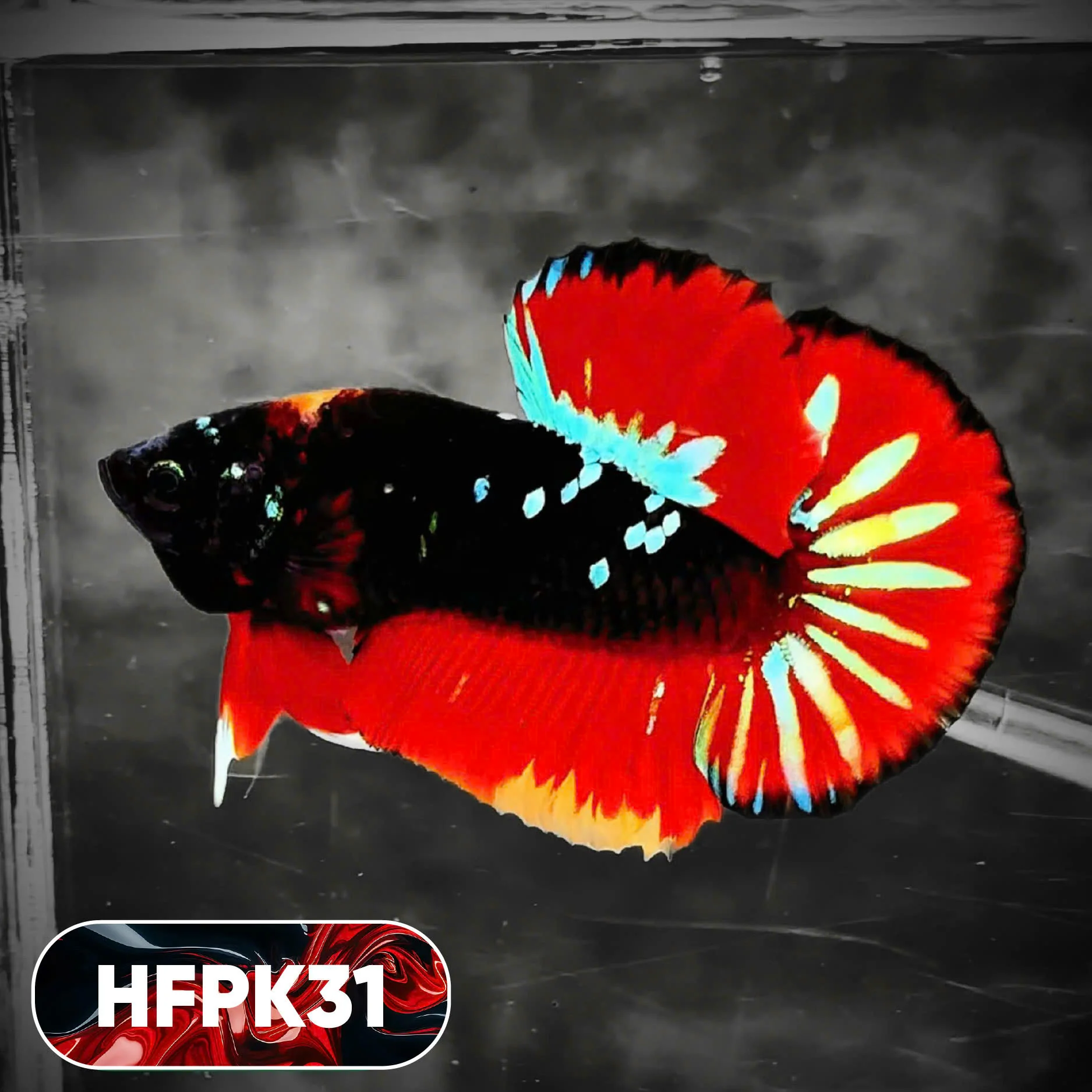 Dark Flame Hellfire Plakat Male Betta Fish | You Pick Fish | Rare Betta - Image 31