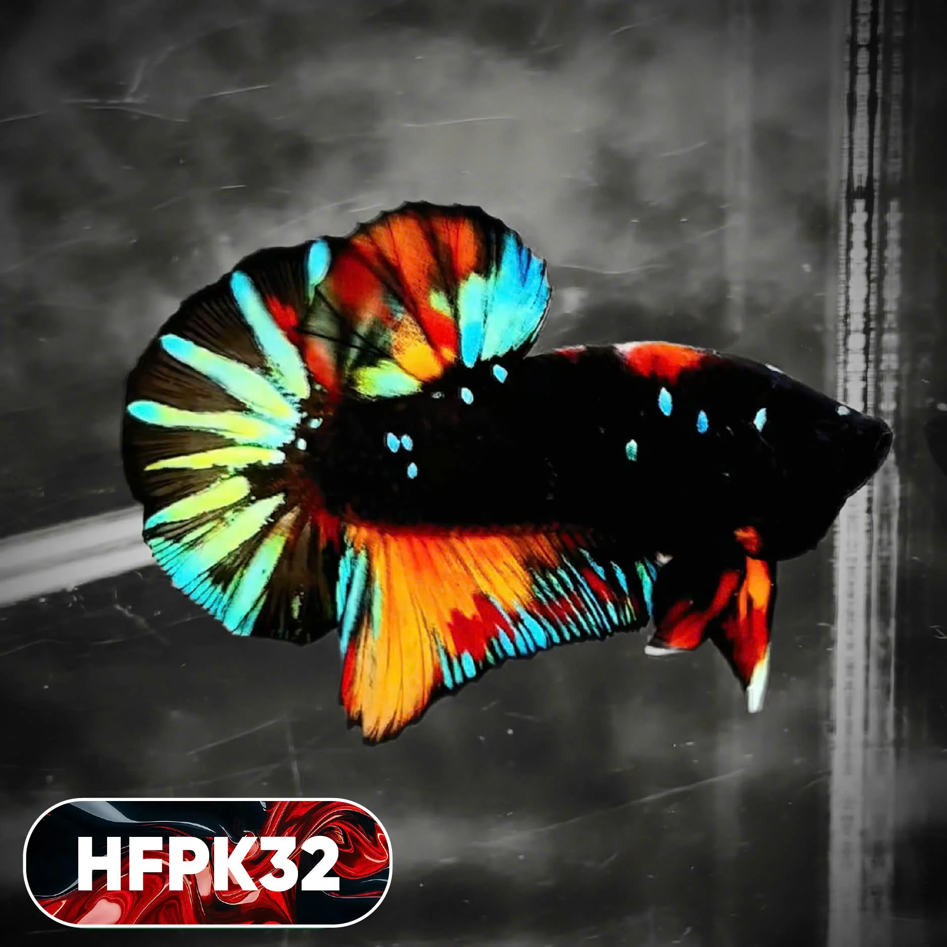 Dark Flame Hellfire Plakat Male Betta Fish | You Pick Fish | Rare Betta - Image 32