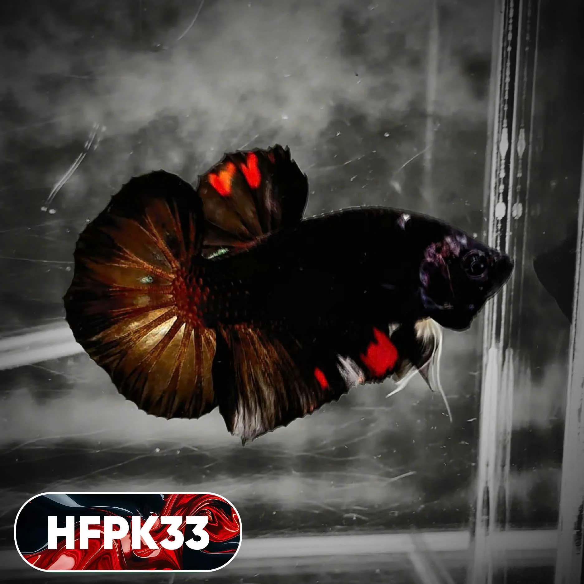 Dark Flame Hellfire Plakat Male Betta Fish | You Pick Fish | Rare Betta - Image 33