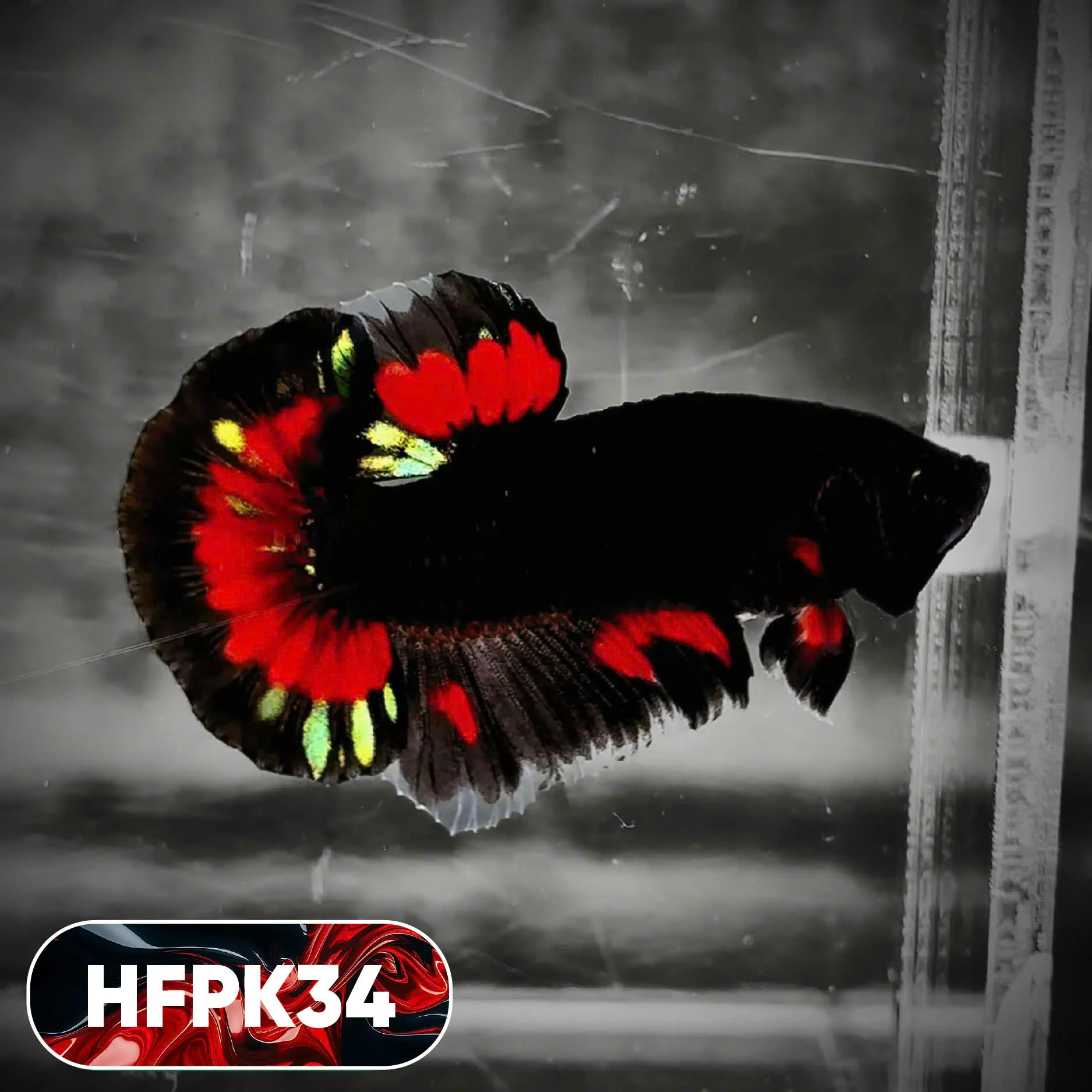 Dark Flame Hellfire Plakat Male Betta Fish | You Pick Fish | Rare Betta - Image 34