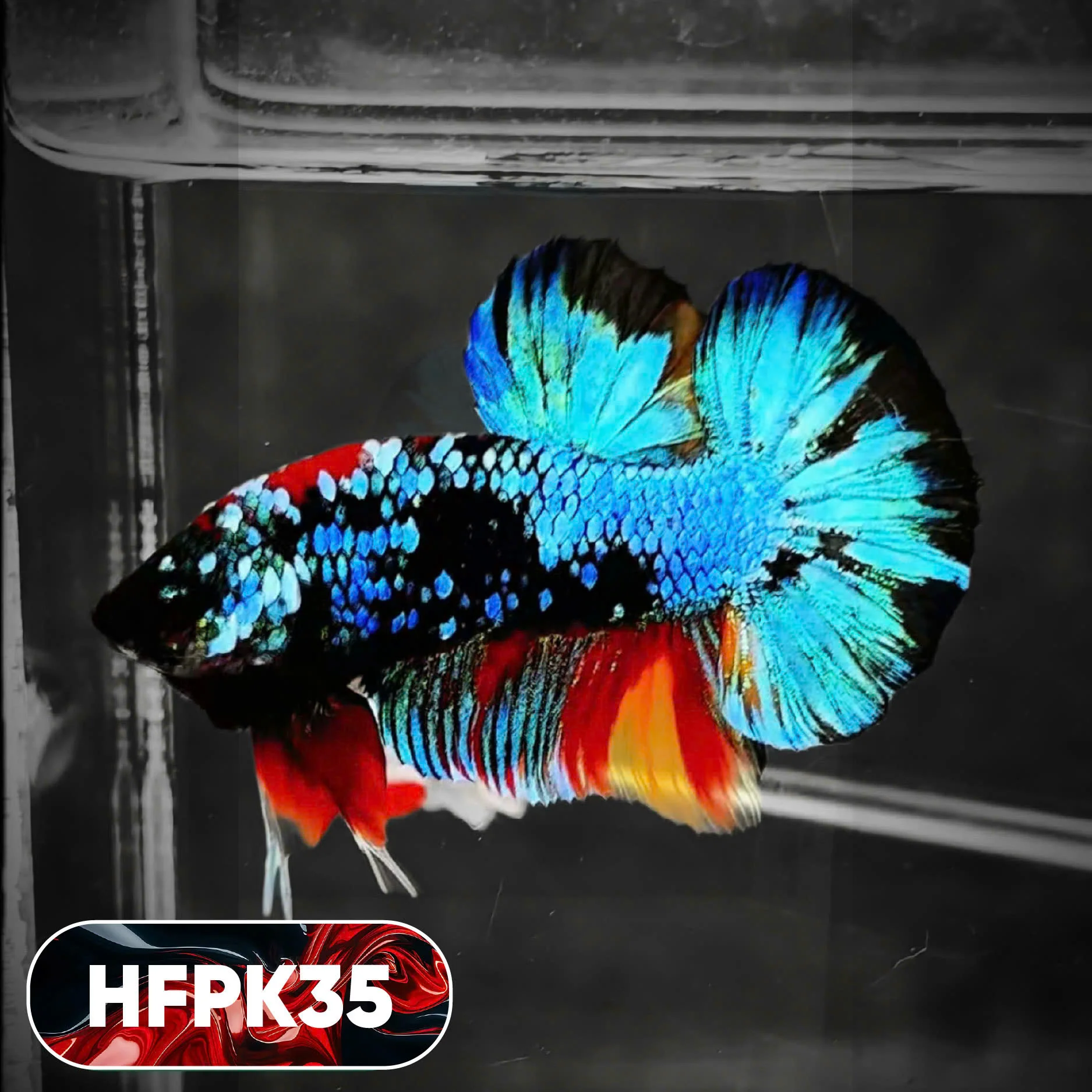 Dark Flame Hellfire Plakat Male Betta Fish | You Pick Fish | Rare Betta - Image 35