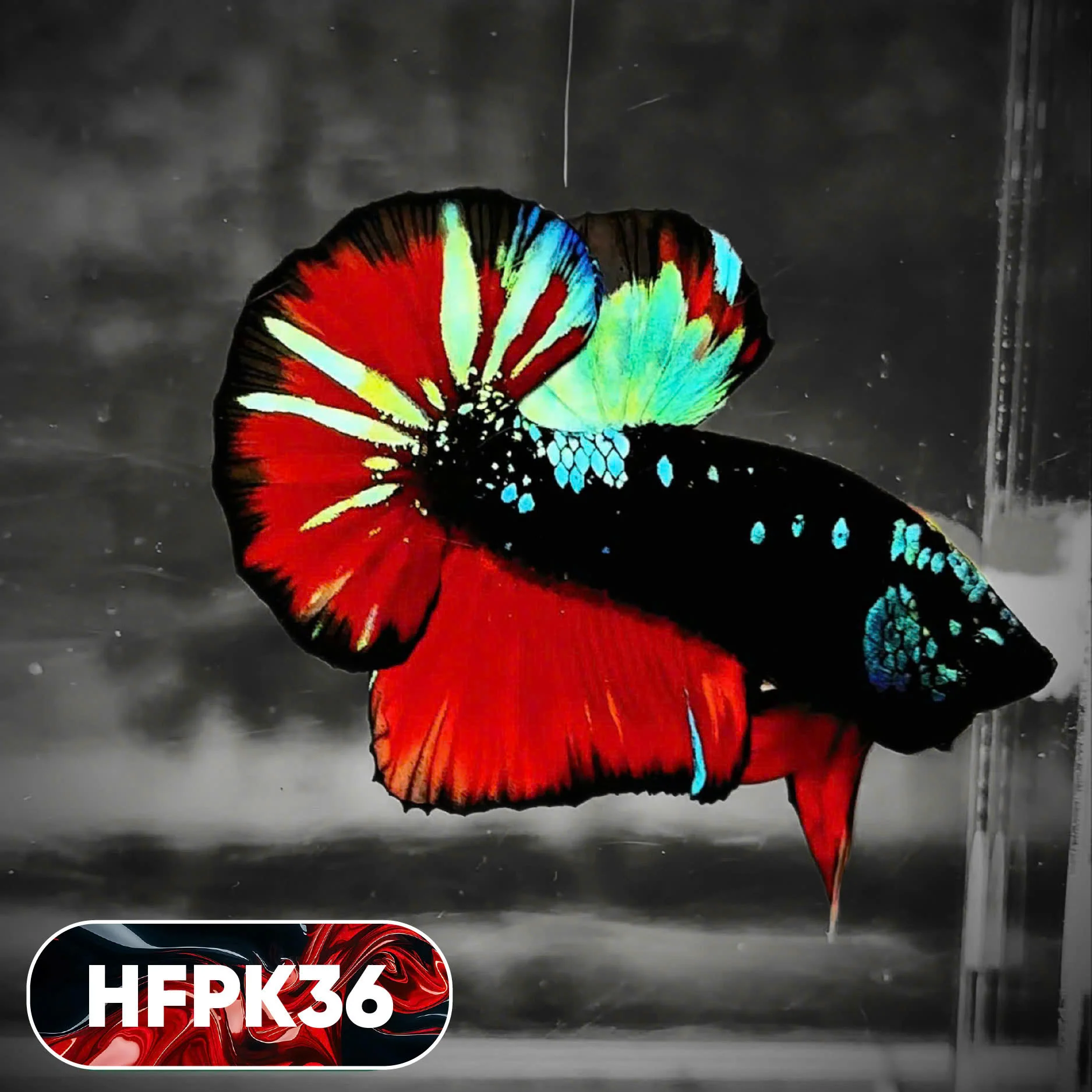 Dark Flame Hellfire Plakat Male Betta Fish | You Pick Fish | Rare Betta - Image 36