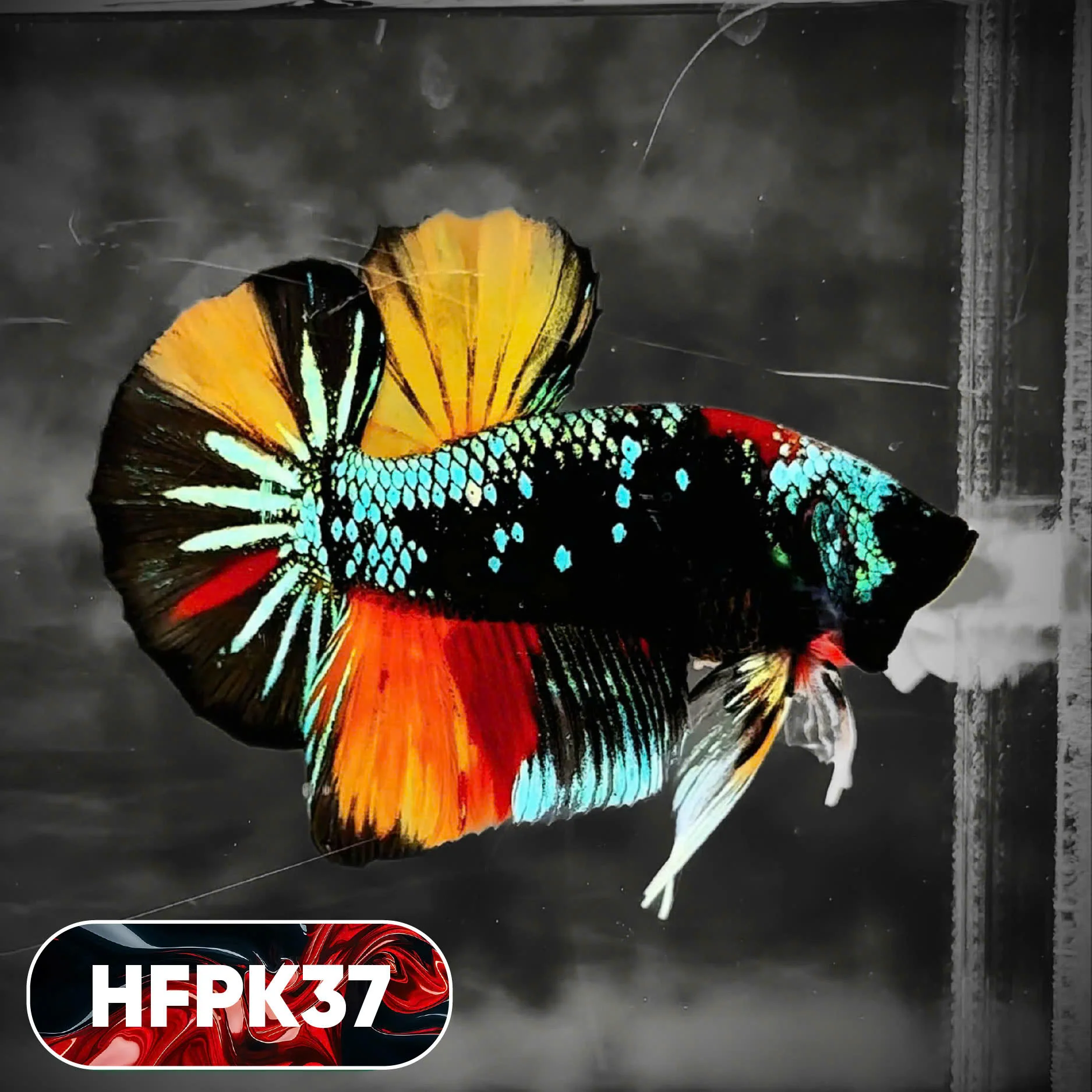 Dark Flame Hellfire Plakat Male Betta Fish | You Pick Fish | Rare Betta - Image 37