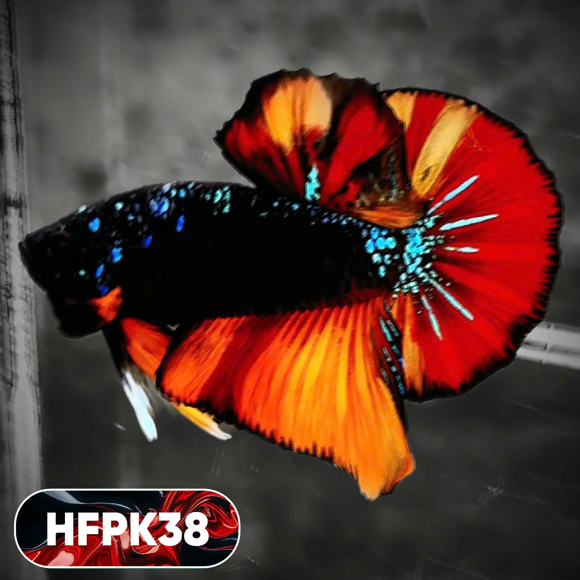 Dark Flame Hellfire Plakat Male Betta Fish | You Pick Fish | Rare Betta - Image 38