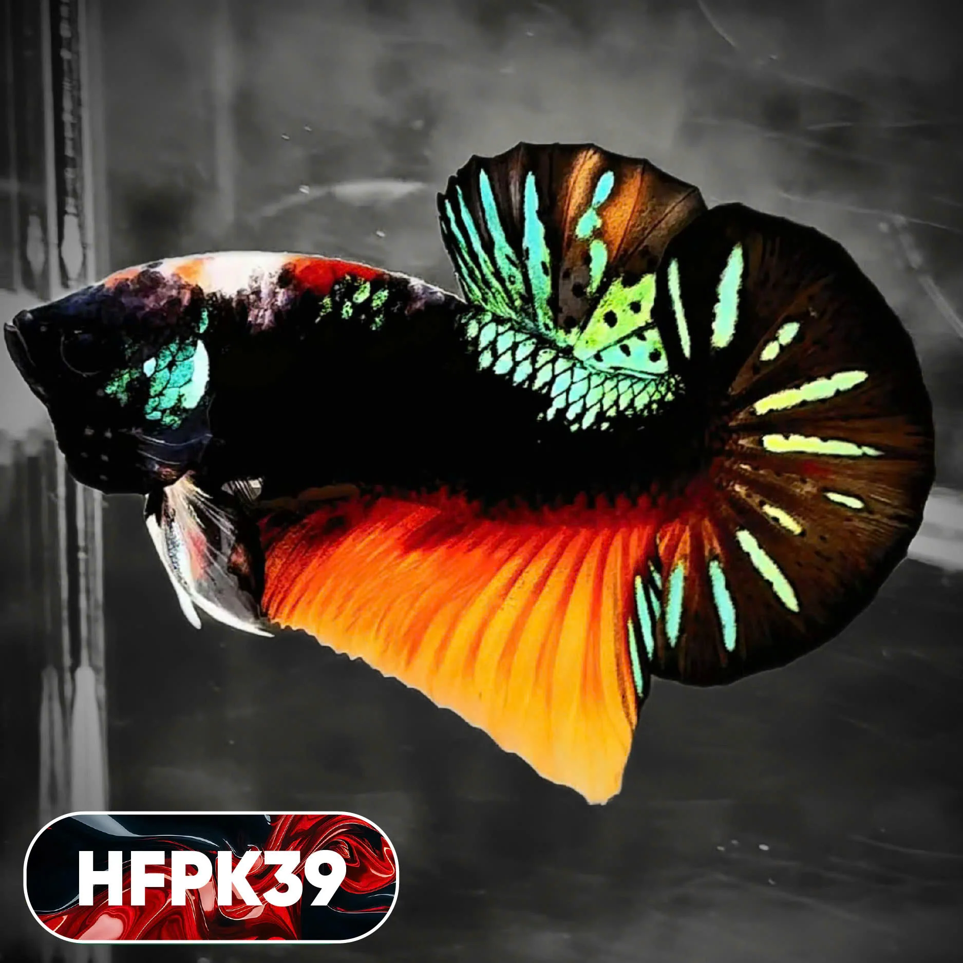 Dark Flame Hellfire Plakat Male Betta Fish | You Pick Fish | Rare Betta - Image 39