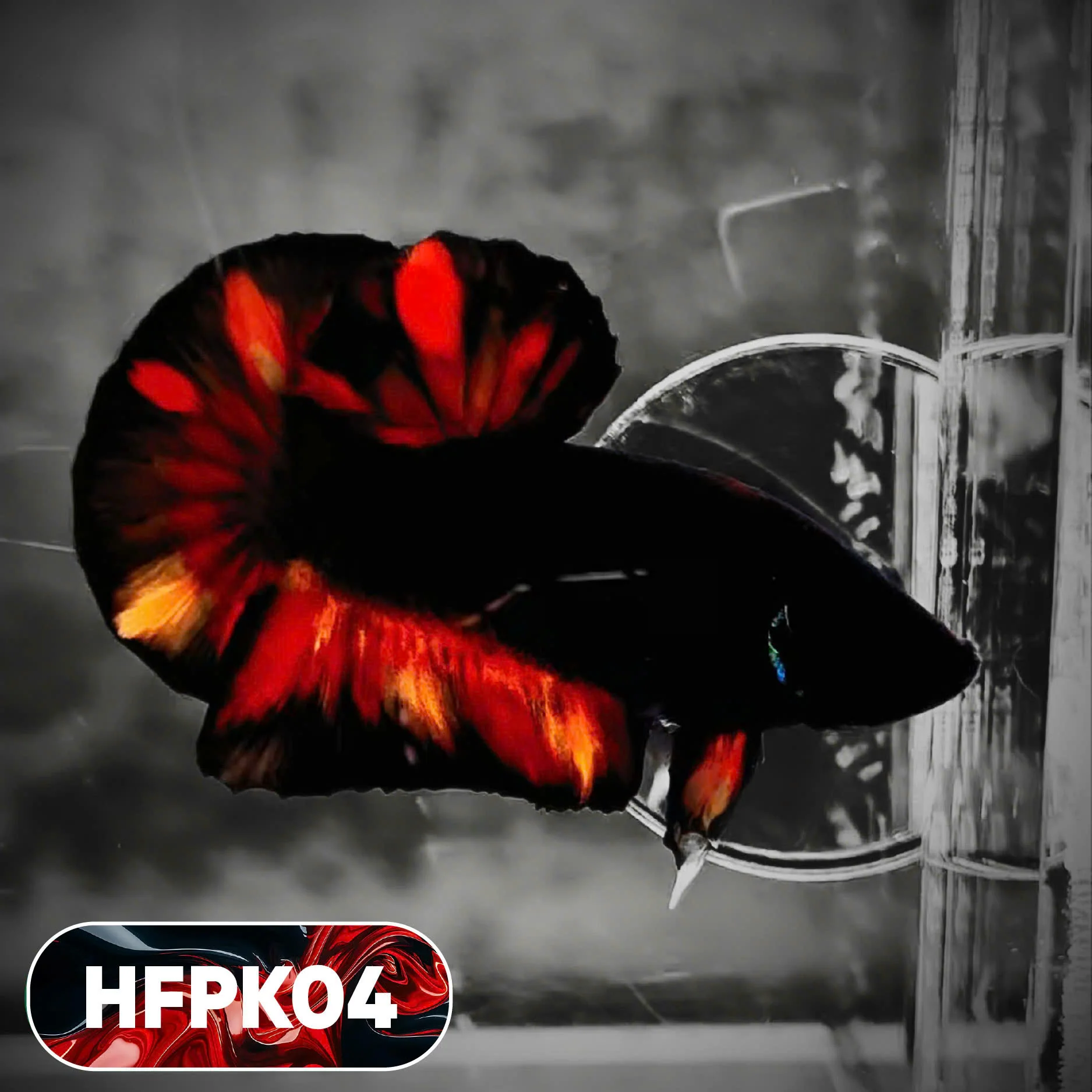 Dark Flame Hellfire Plakat Male Betta Fish | You Pick Fish | Rare Betta - Image 4