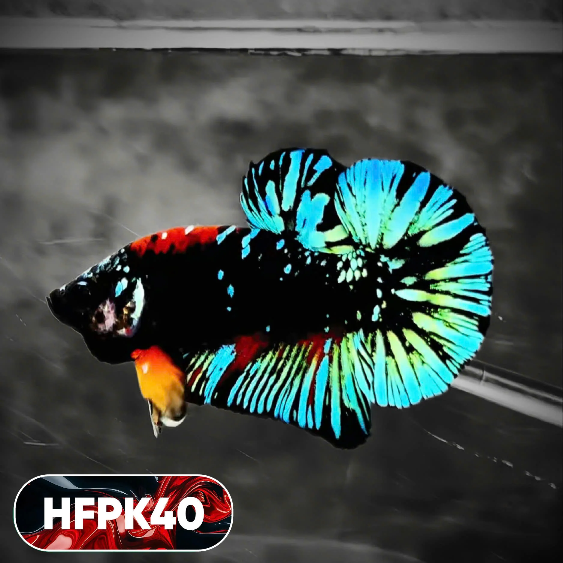 Dark Flame Hellfire Plakat Male Betta Fish | You Pick Fish | Rare Betta - Image 40