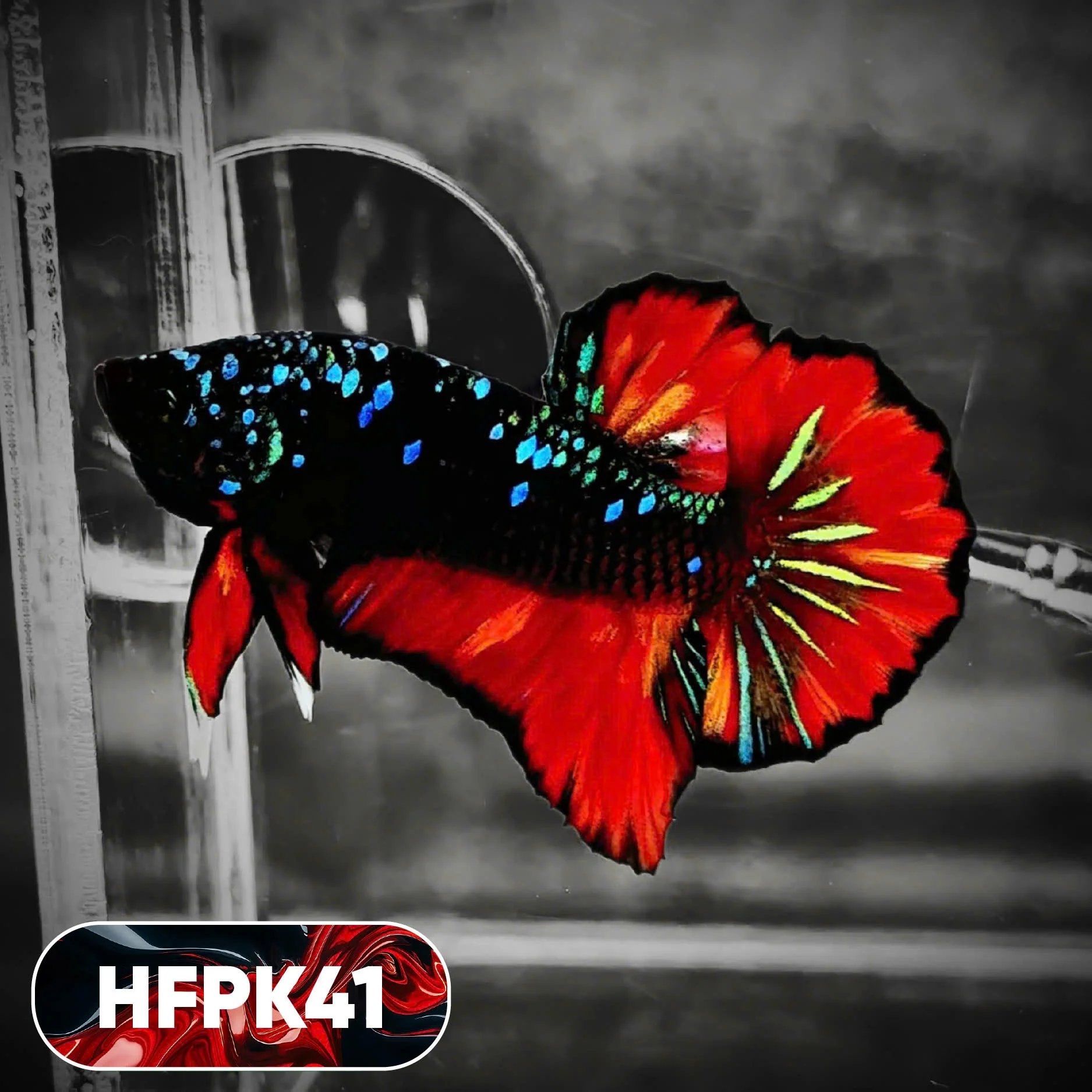 Dark Flame Hellfire Plakat Male Betta Fish | You Pick Fish | Rare Betta - Image 41
