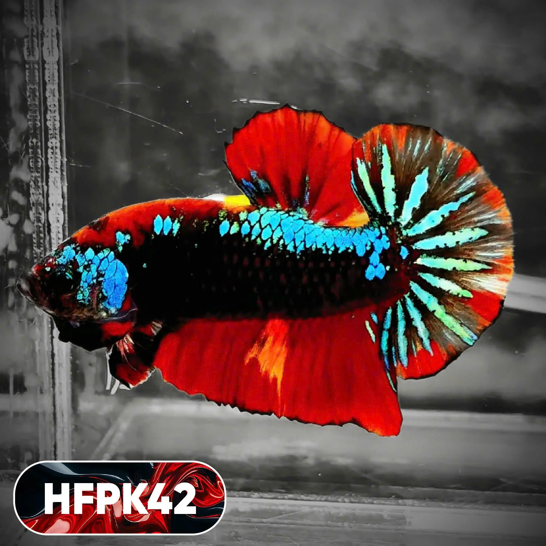 Dark Flame Hellfire Plakat Male Betta Fish | You Pick Fish | Rare Betta - Image 42
