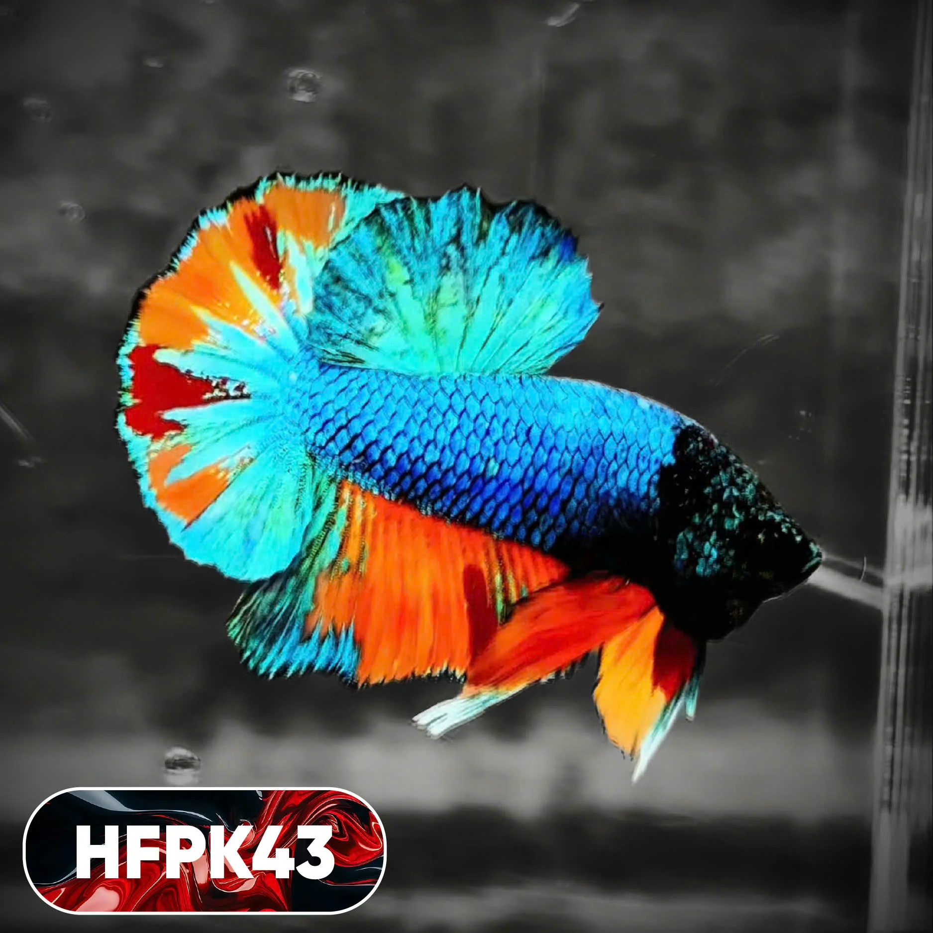 Dark Flame Hellfire Plakat Male Betta Fish | You Pick Fish | Rare Betta - Image 43