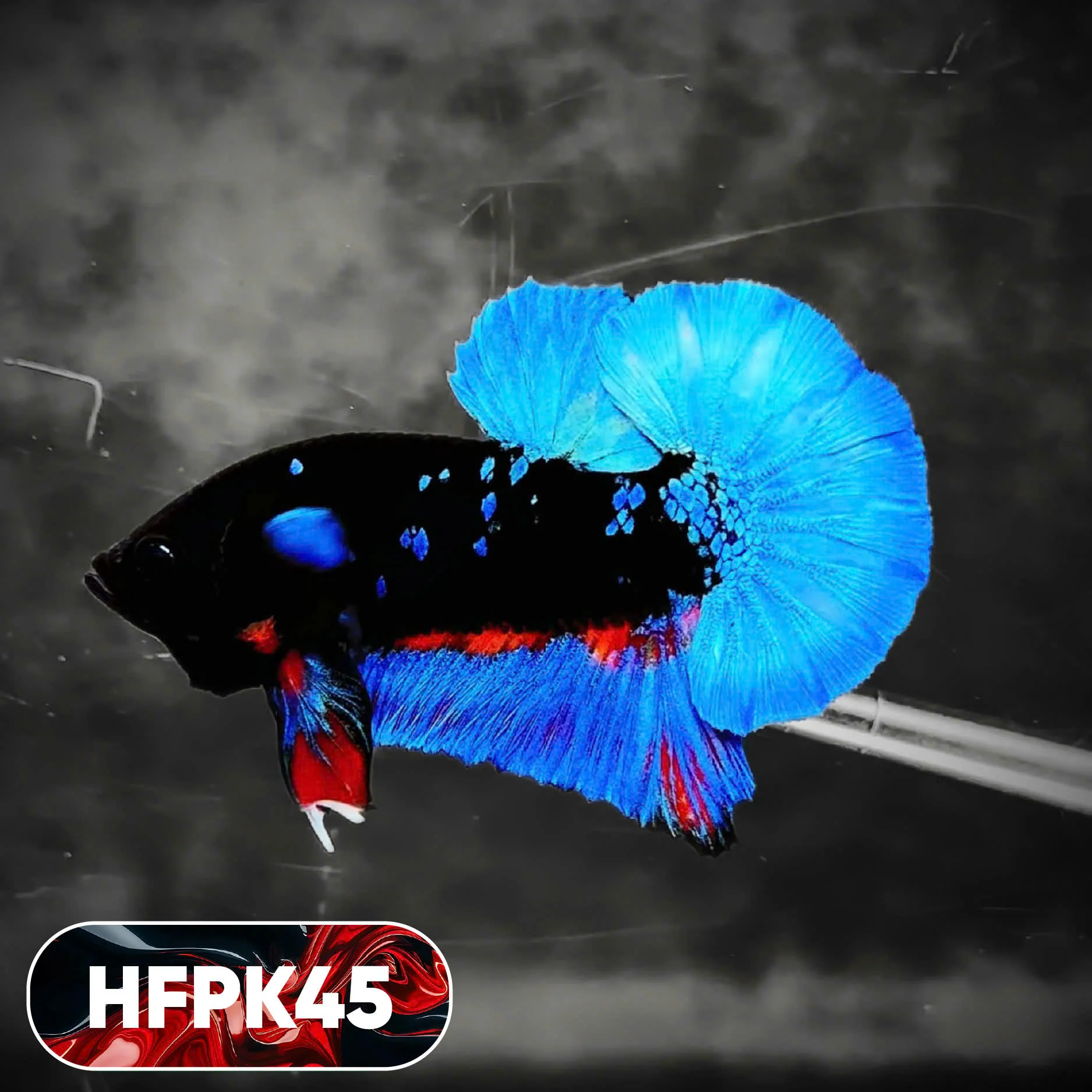Dark Flame Hellfire Plakat Male Betta Fish | You Pick Fish | Rare Betta - Image 45