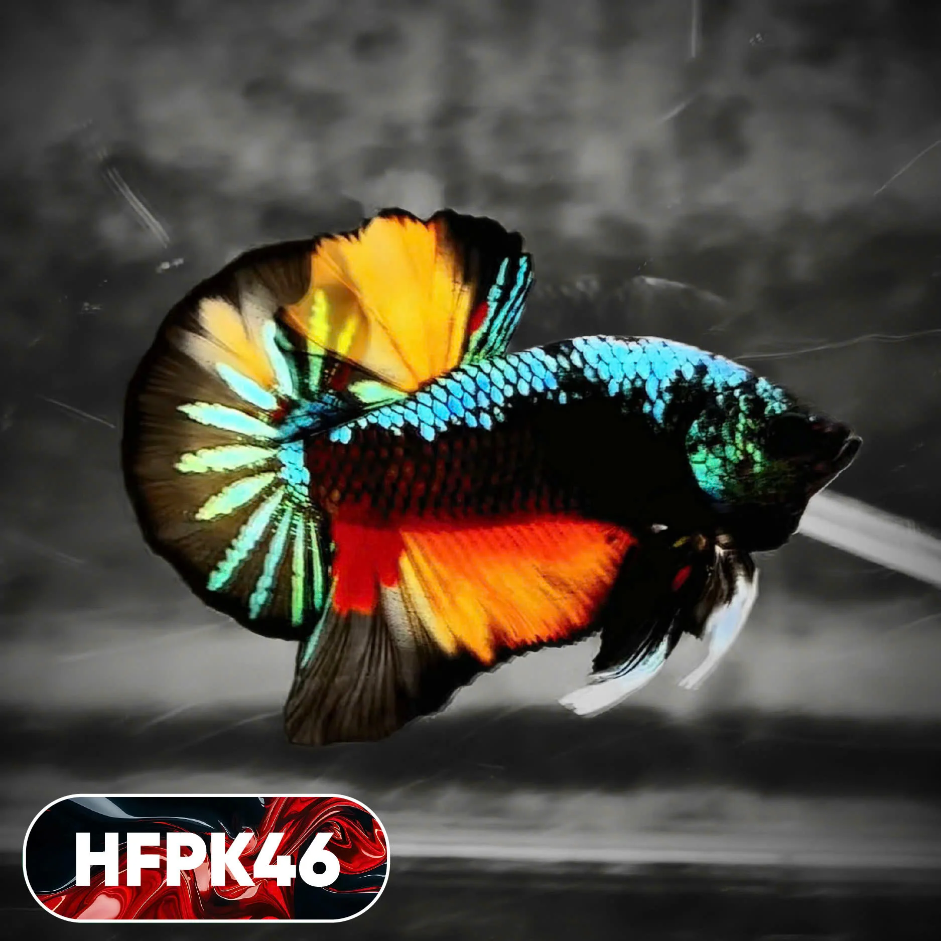 Dark Flame Hellfire Plakat Male Betta Fish | You Pick Fish | Rare Betta - Image 46