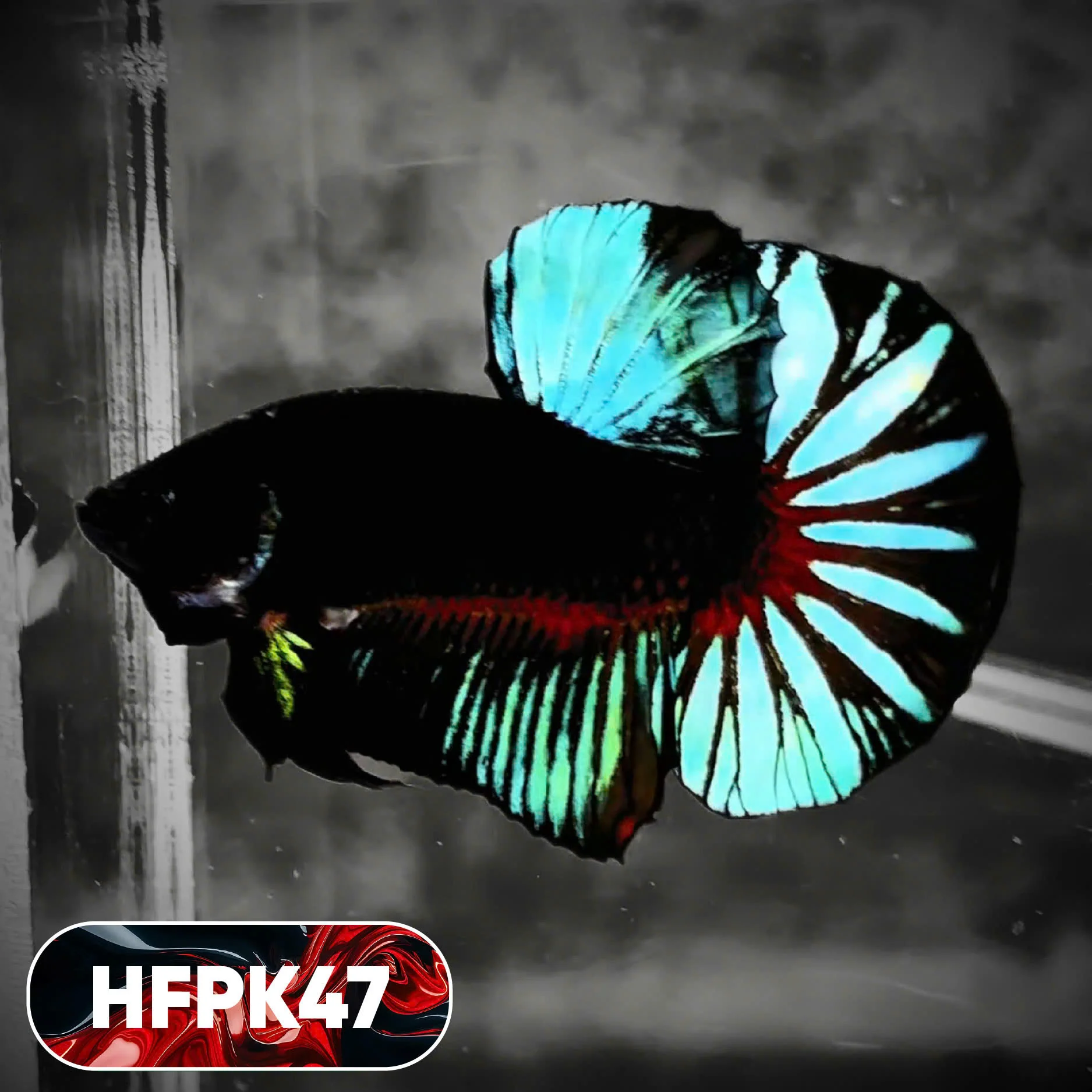 Dark Flame Hellfire Plakat Male Betta Fish | You Pick Fish | Rare Betta - Image 47