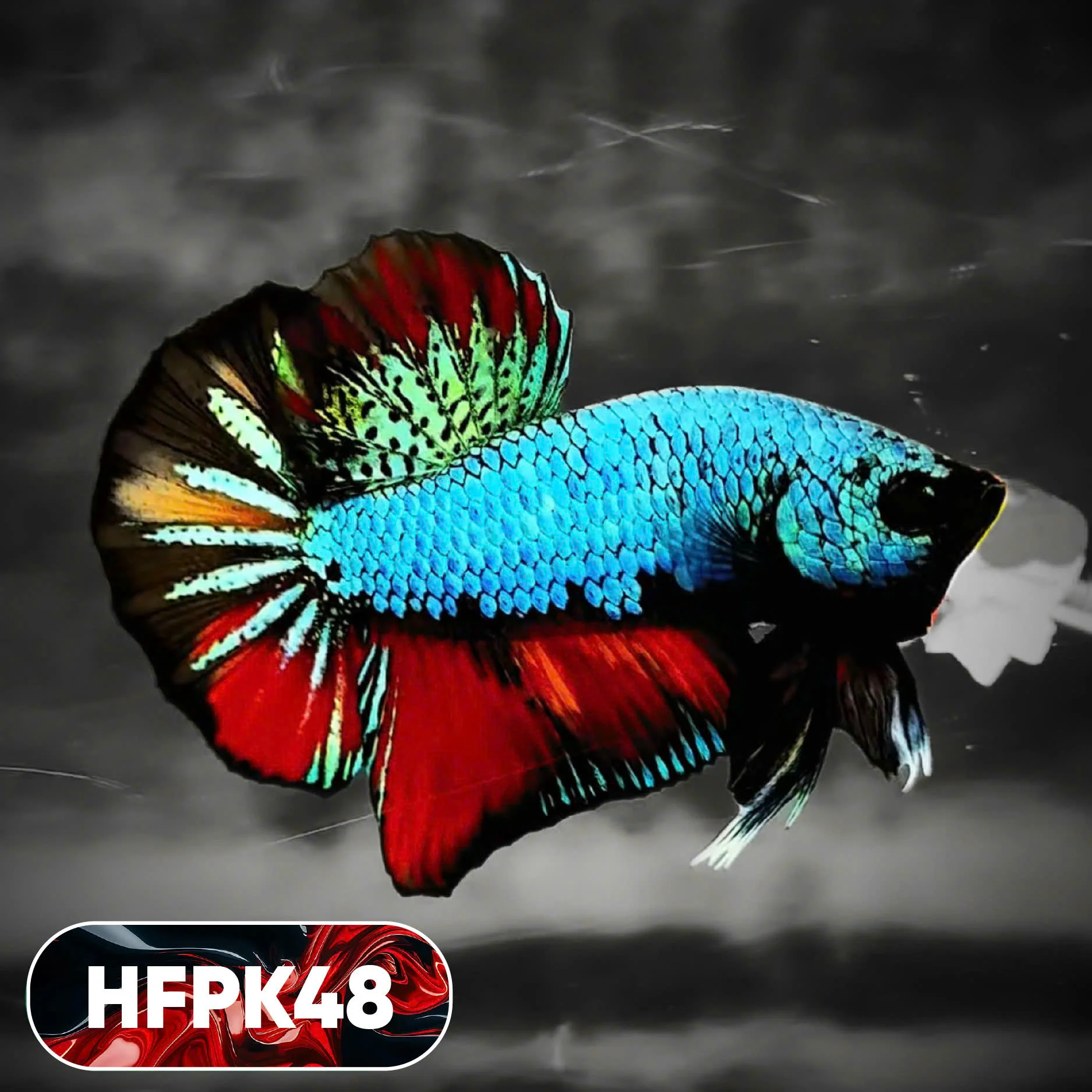 Dark Flame Hellfire Plakat Male Betta Fish | You Pick Fish | Rare Betta - Image 48