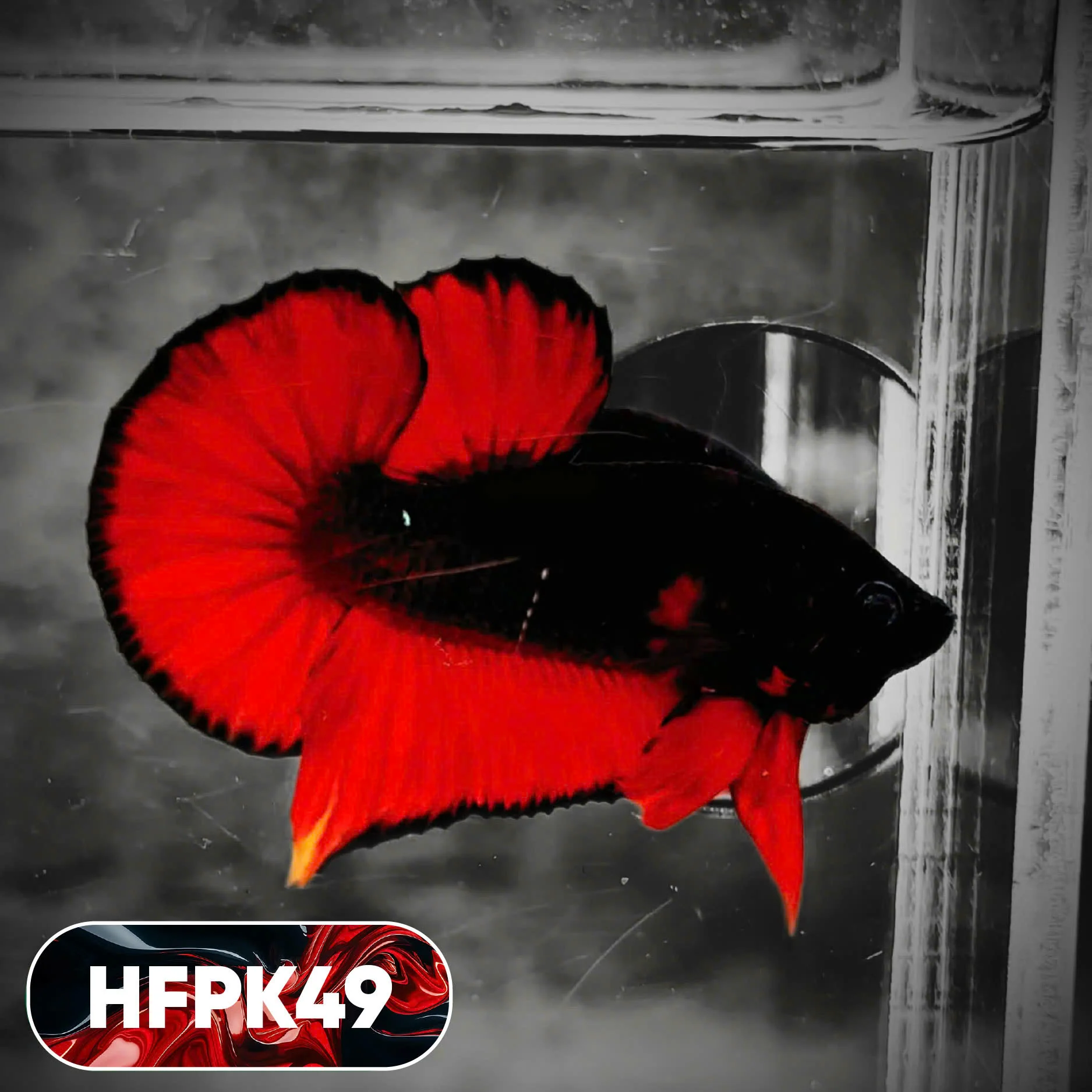 Dark Flame Hellfire Plakat Male Betta Fish | You Pick Fish | Rare Betta - Image 49