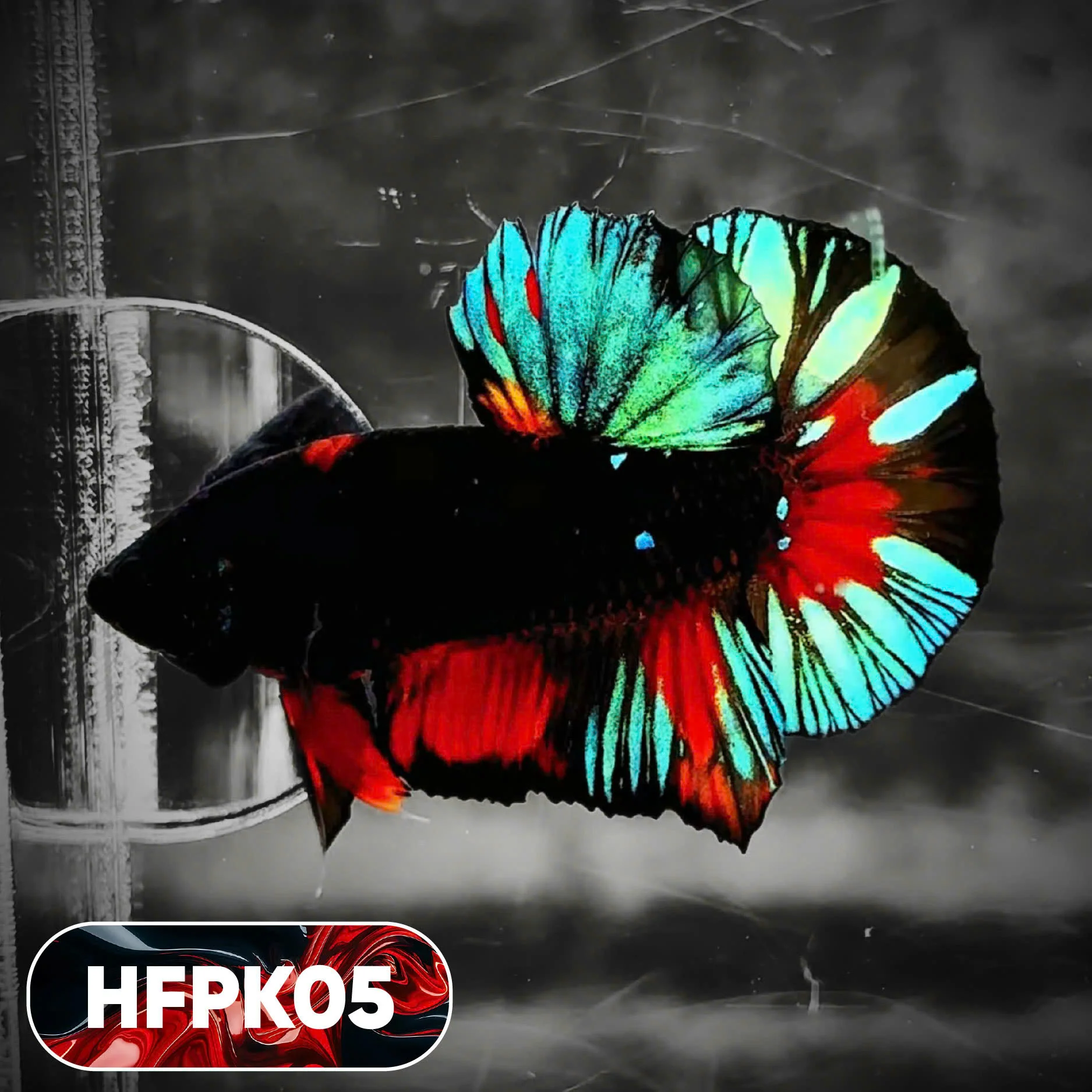 Dark Flame Hellfire Plakat Male Betta Fish | You Pick Fish | Rare Betta - Image 5