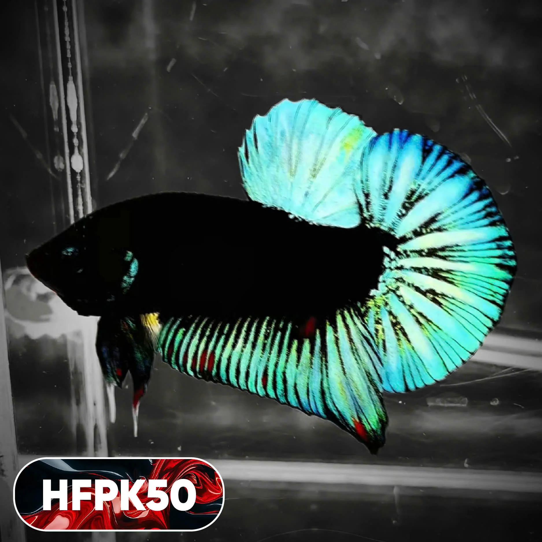 Dark Flame Hellfire Plakat Male Betta Fish | You Pick Fish | Rare Betta - Image 50