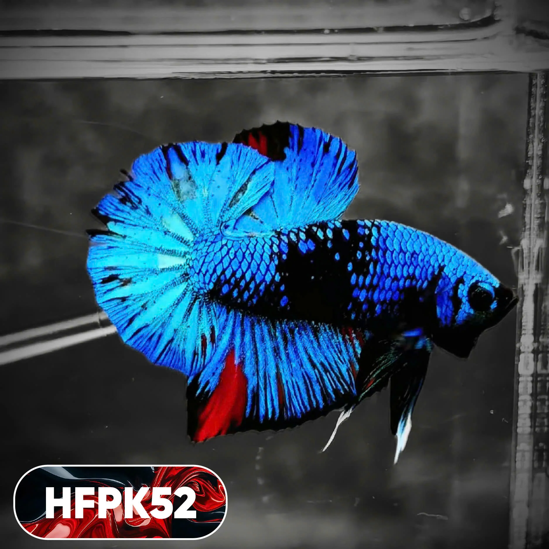 Dark Flame Hellfire Plakat Male Betta Fish | You Pick Fish | Rare Betta - Image 52
