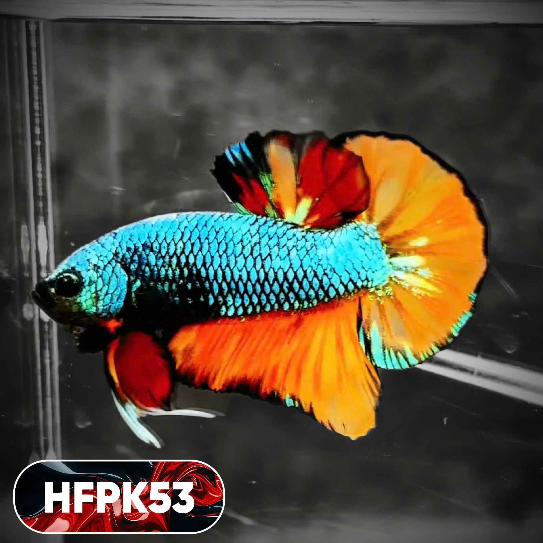 Dark Flame Hellfire Plakat Male Betta Fish | You Pick Fish | Rare Betta - Image 53