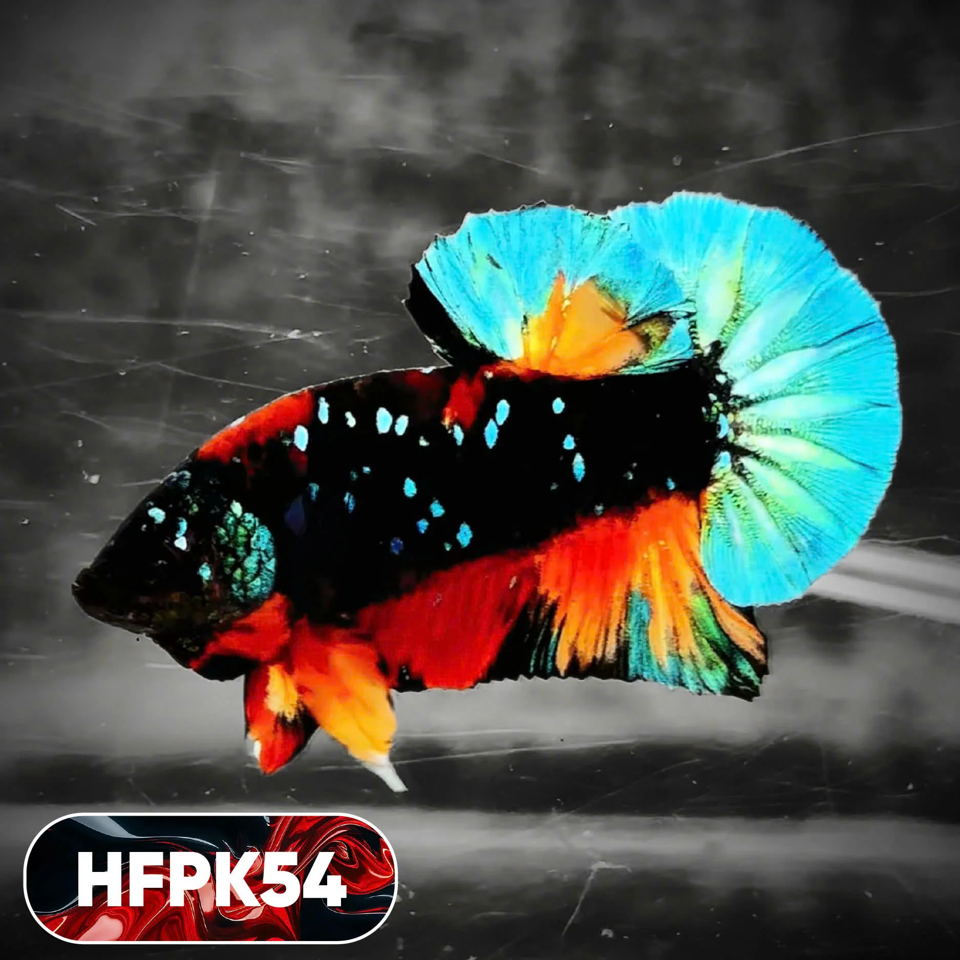 Dark Flame Hellfire Plakat Male Betta Fish | You Pick Fish | Rare Betta - Image 54