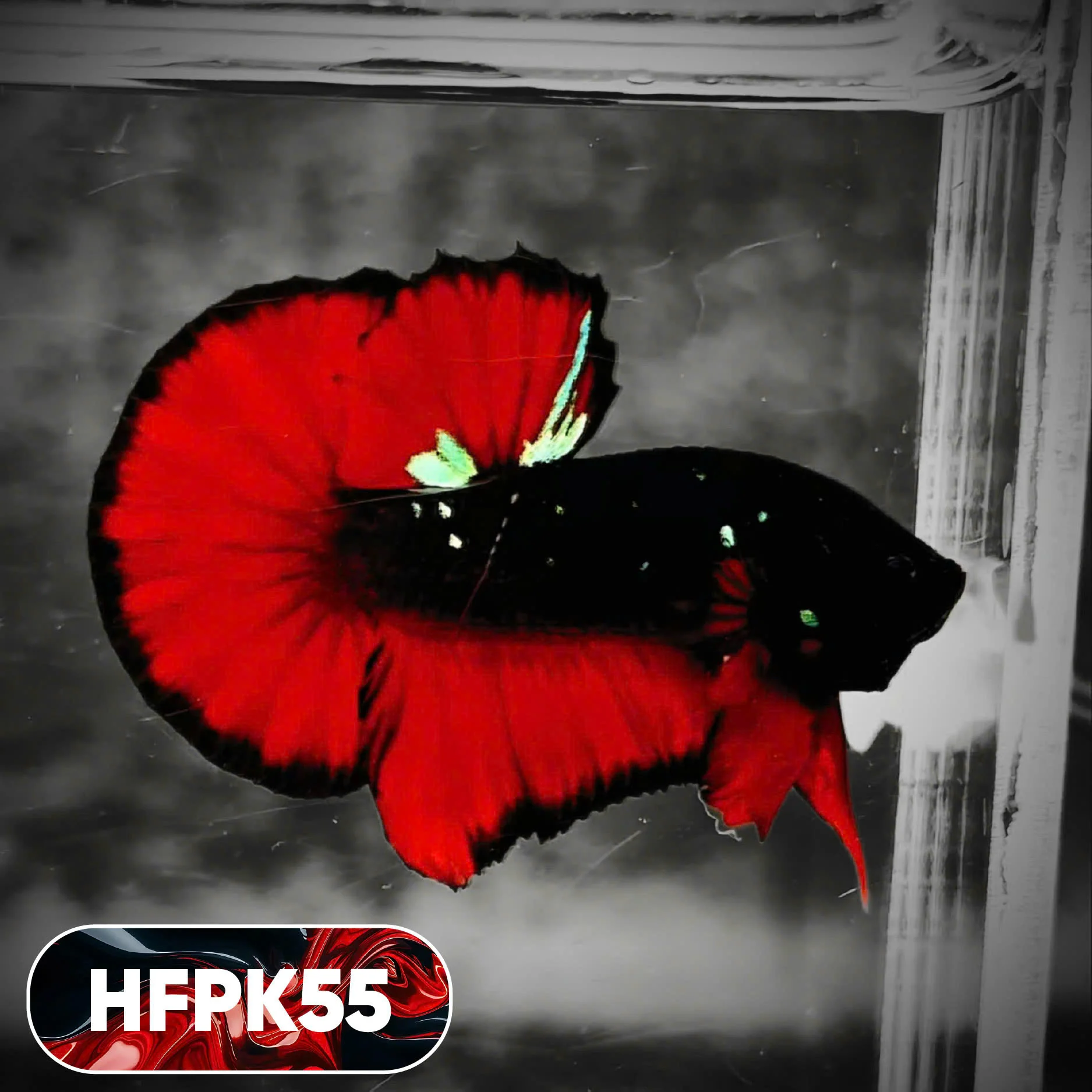 Dark Flame Hellfire Plakat Male Betta Fish | You Pick Fish | Rare Betta - Image 55