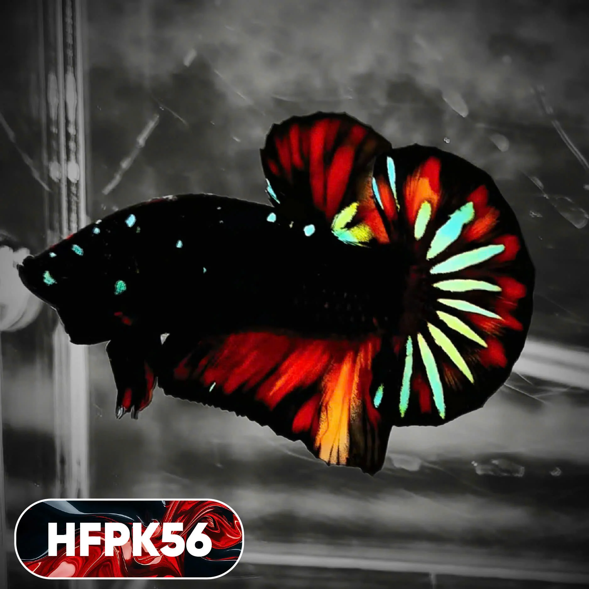 Dark Flame Hellfire Plakat Male Betta Fish | You Pick Fish | Rare Betta - Image 56