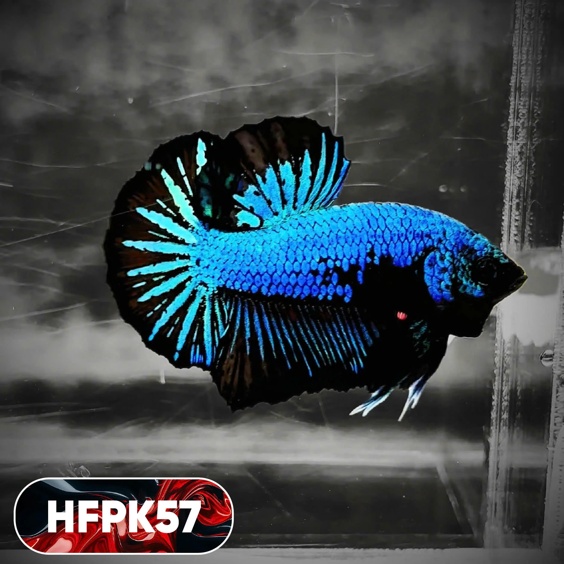 Dark Flame Hellfire Plakat Male Betta Fish | You Pick Fish | Rare Betta - Image 57