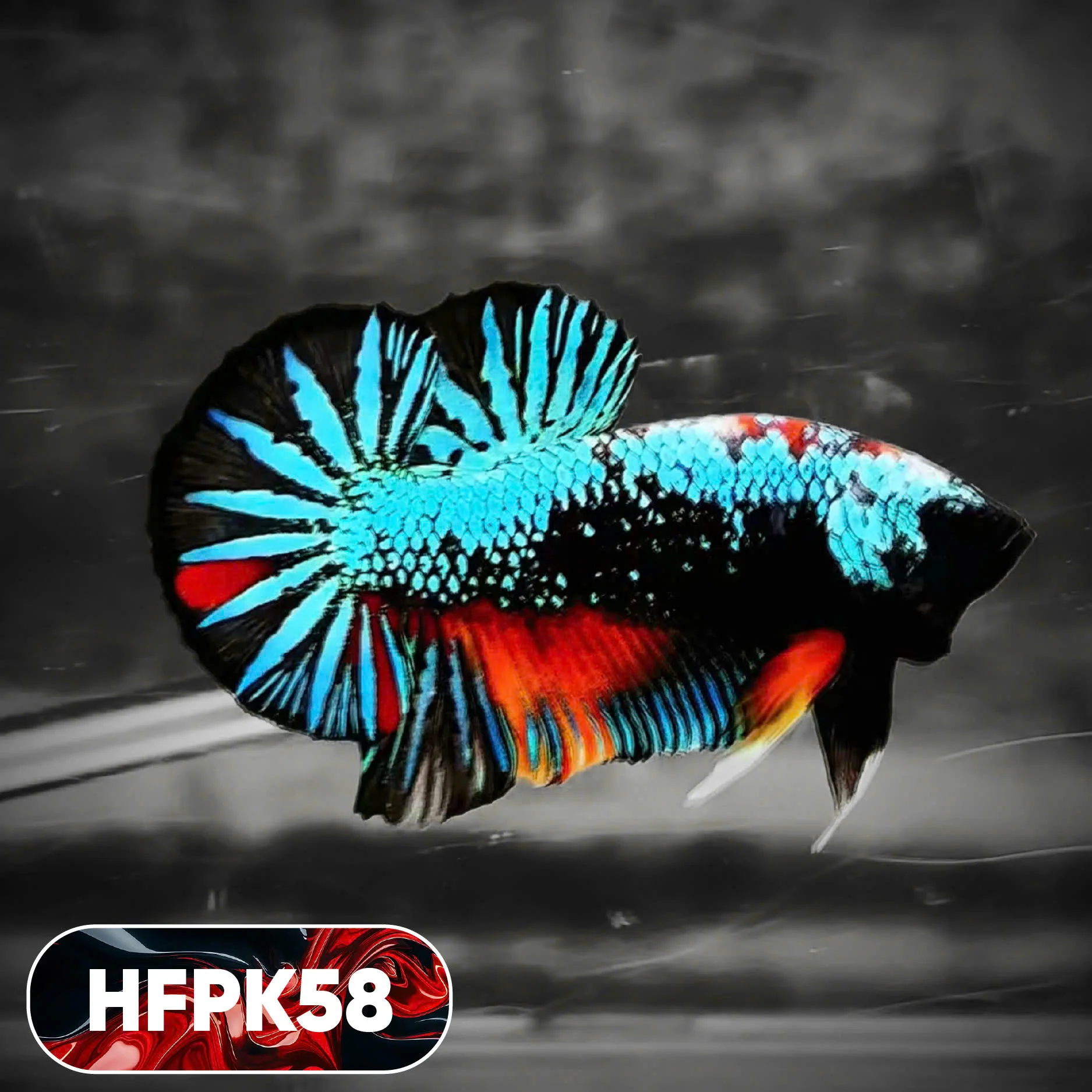 Dark Flame Hellfire Plakat Male Betta Fish | You Pick Fish | Rare Betta - Image 58