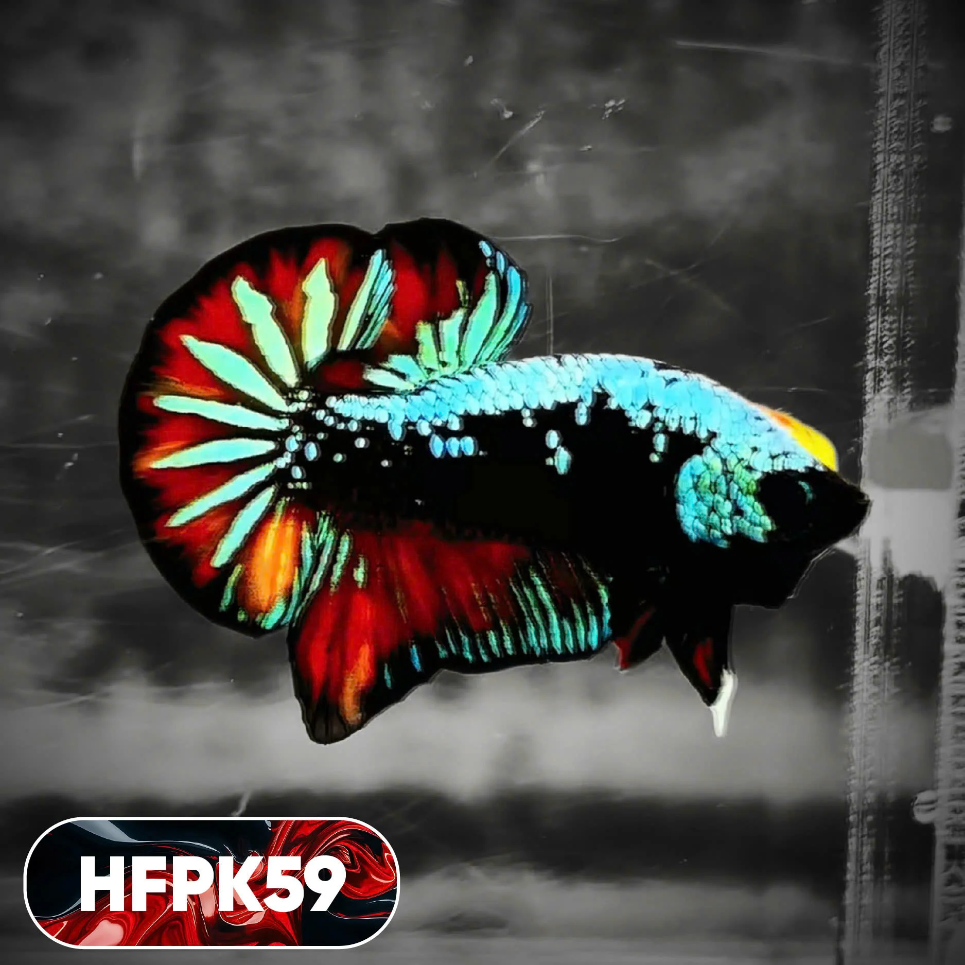 Dark Flame Hellfire Plakat Male Betta Fish | You Pick Fish | Rare Betta - Image 59