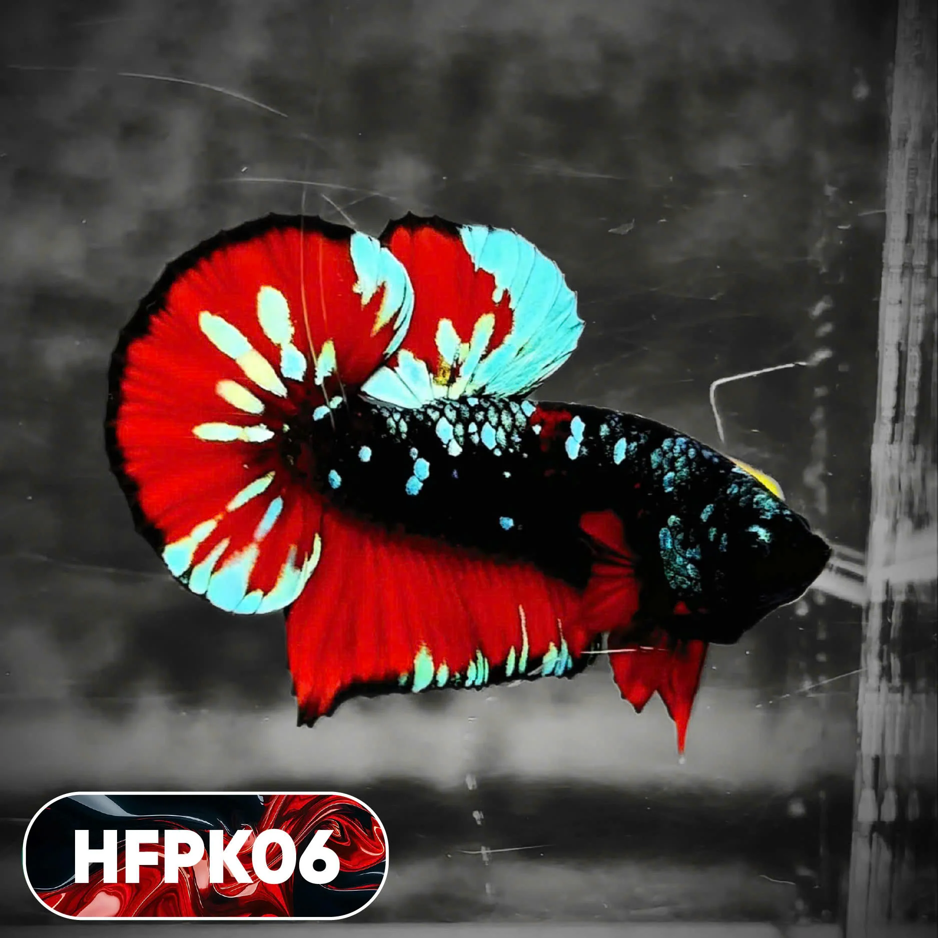 Dark Flame Hellfire Plakat Male Betta Fish | You Pick Fish | Rare Betta - Image 6