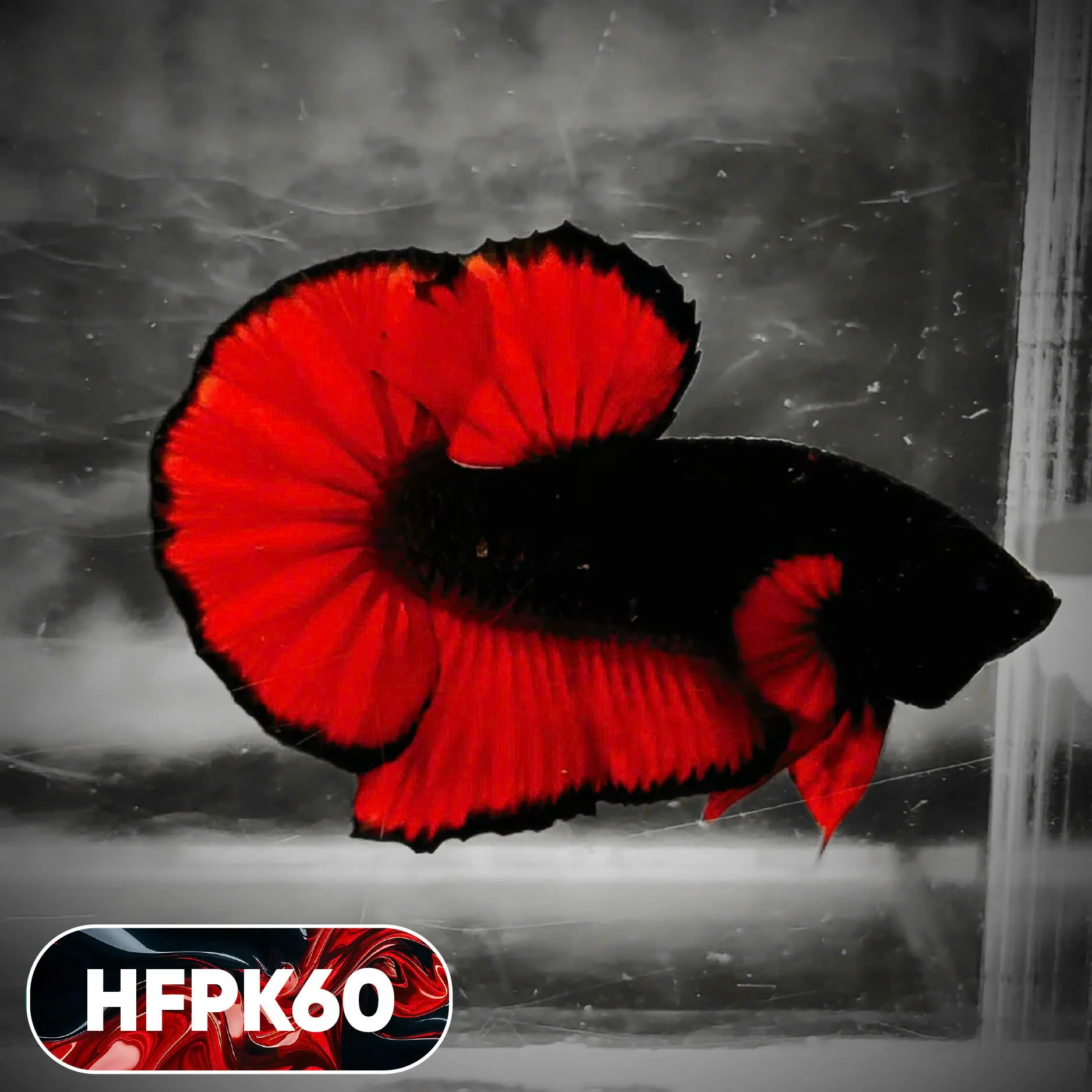 Dark Flame Hellfire Plakat Male Betta Fish | You Pick Fish | Rare Betta - Image 60