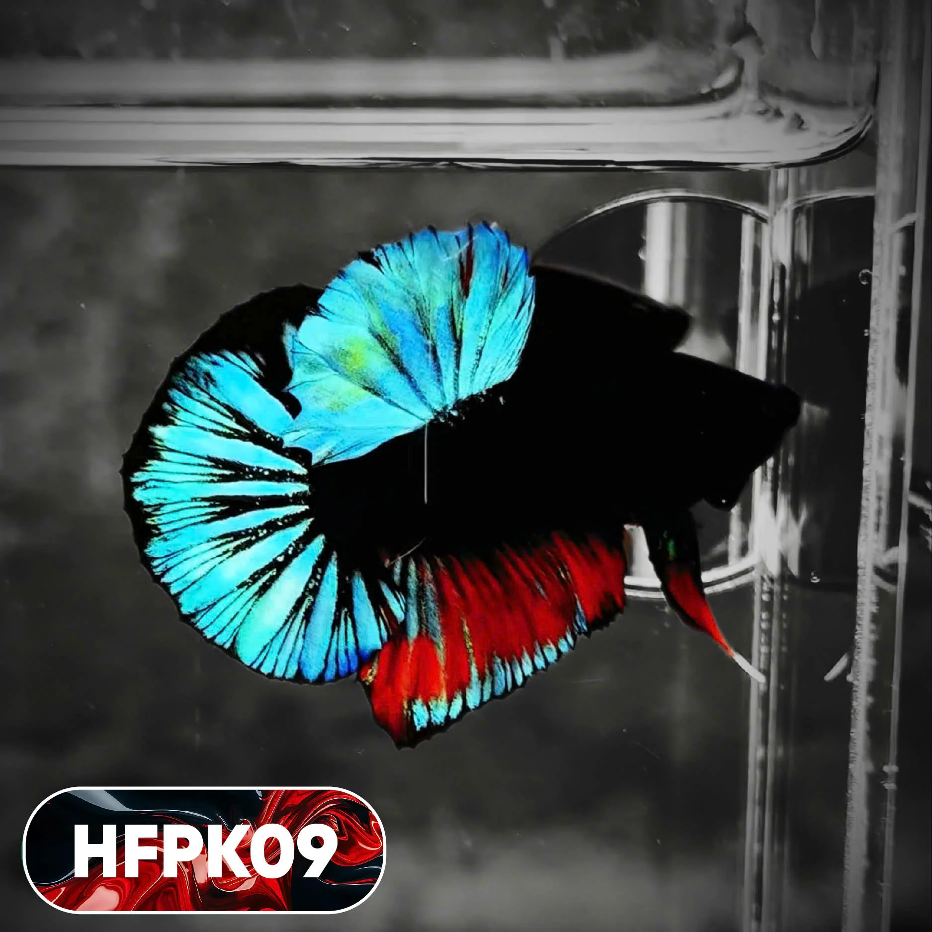 Dark Flame Hellfire Plakat Male Betta Fish | You Pick Fish | Rare Betta - Image 9