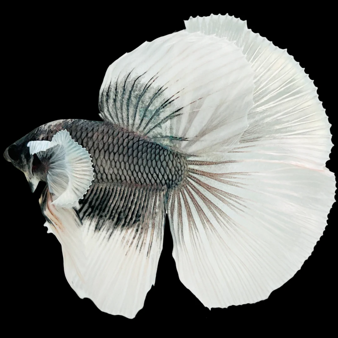 Dumbo Copper Halfmoon Male Betta Fish - Image 3