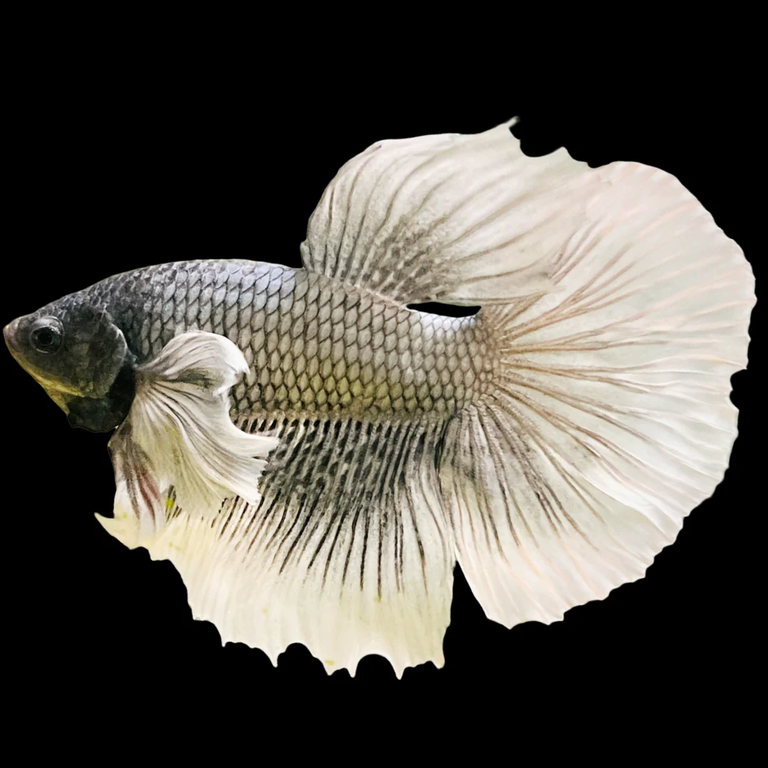 Dumbo Copper Halfmoon Male Betta Fish - Image 4