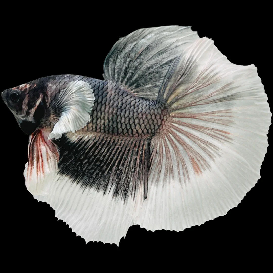 Dumbo Copper Halfmoon Male Betta Fish - Image 5