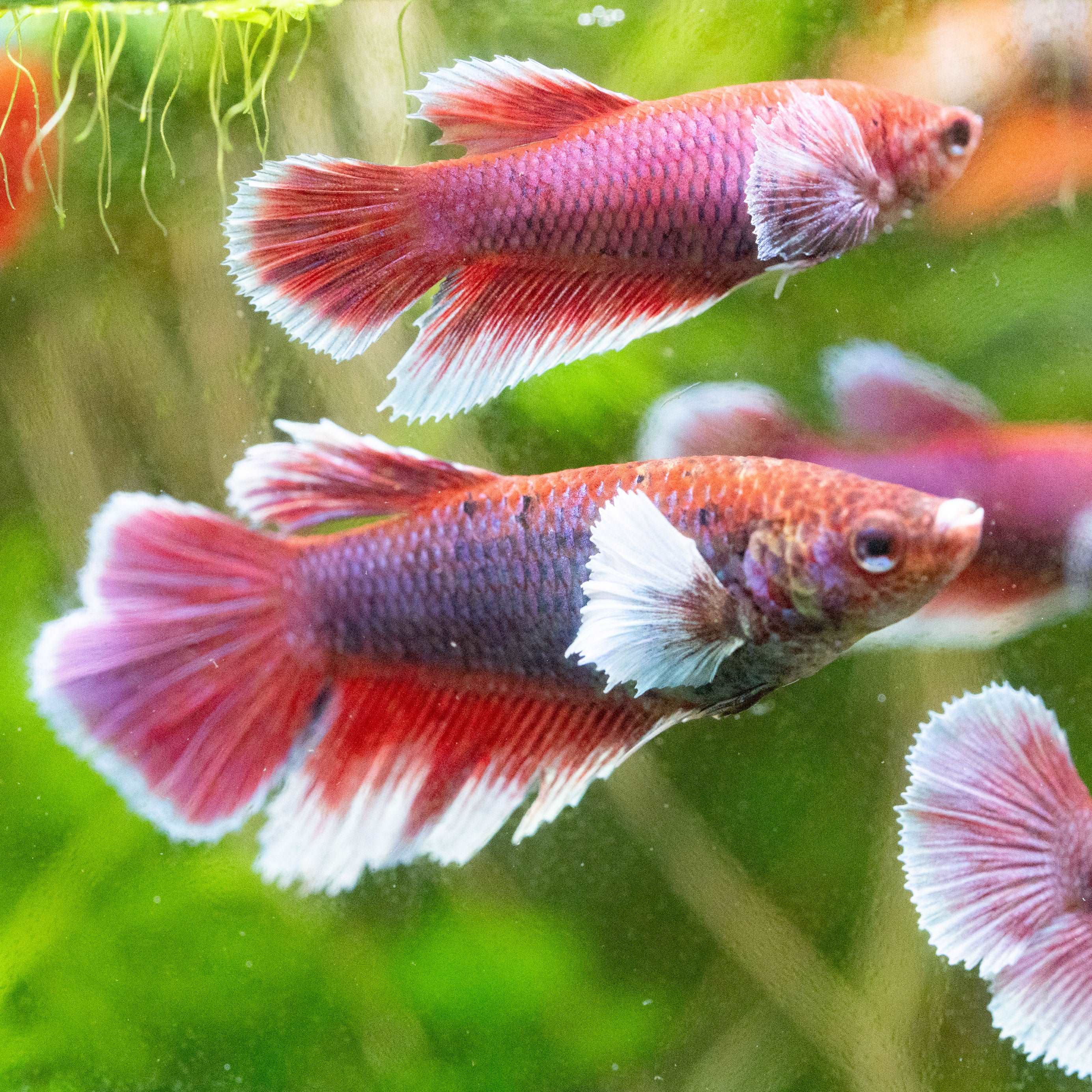 Dumbo Lavender Female Betta Fish - Image 3