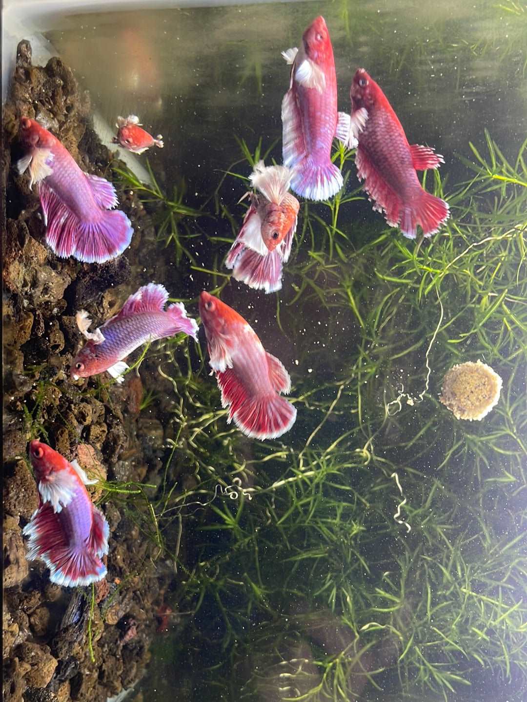 Dumbo Lavender Female Betta Fish - Image 5