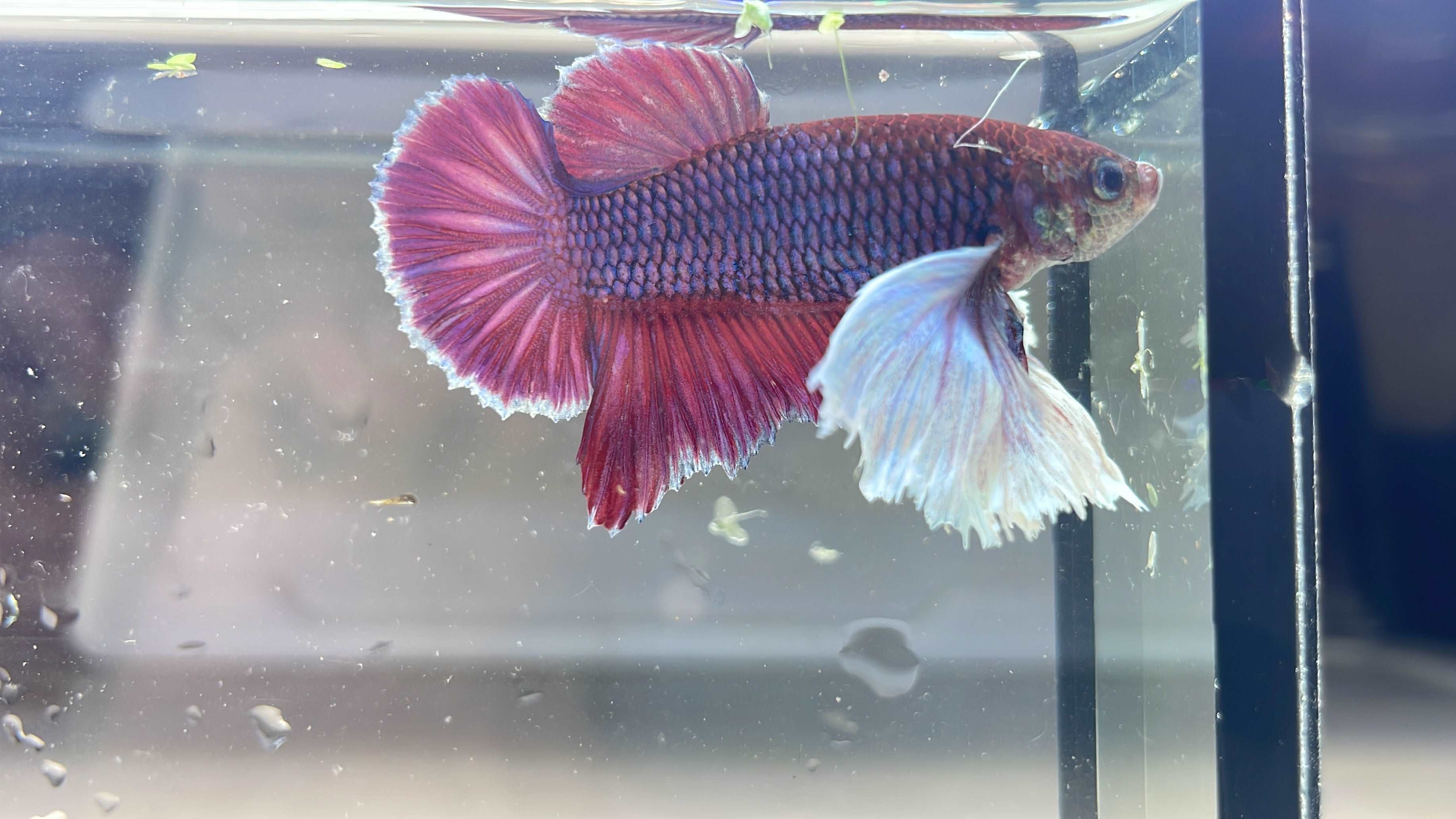 Dumbo Lavender Plakat Male Betta Fish - Image 3