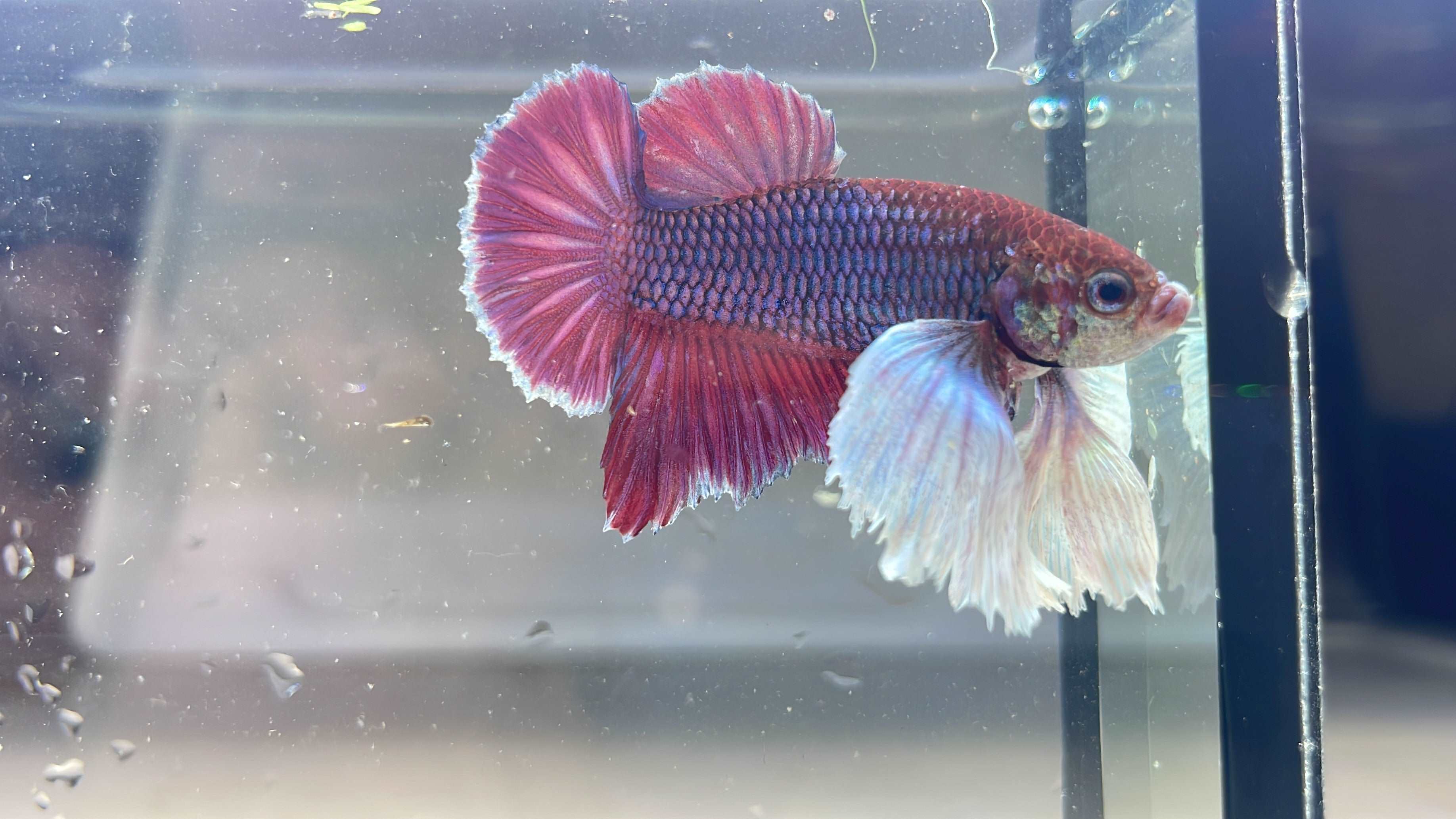 Dumbo Lavender Plakat Male Betta Fish - Image 4