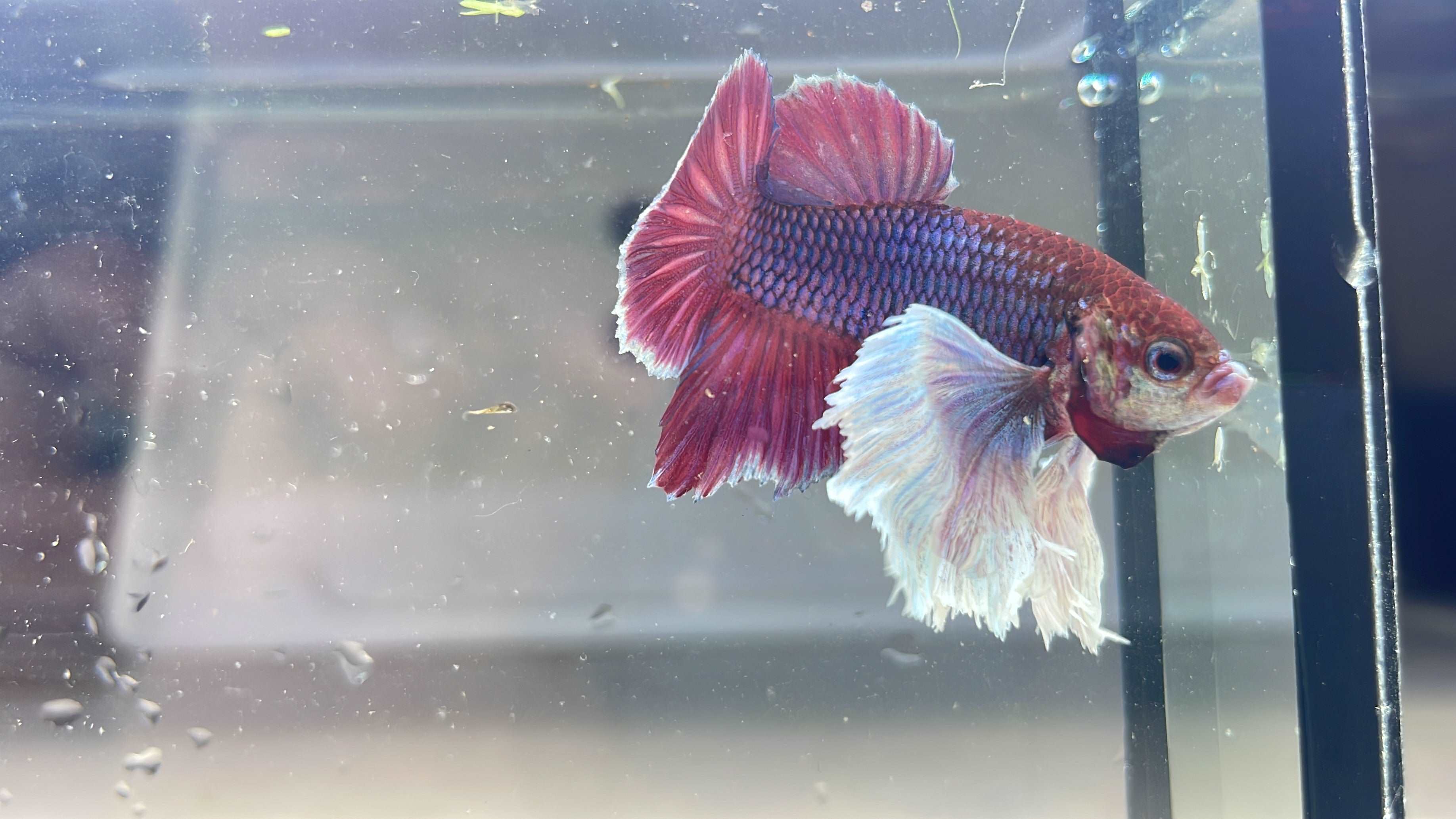 Dumbo Lavender Plakat Male Betta Fish - Image 5