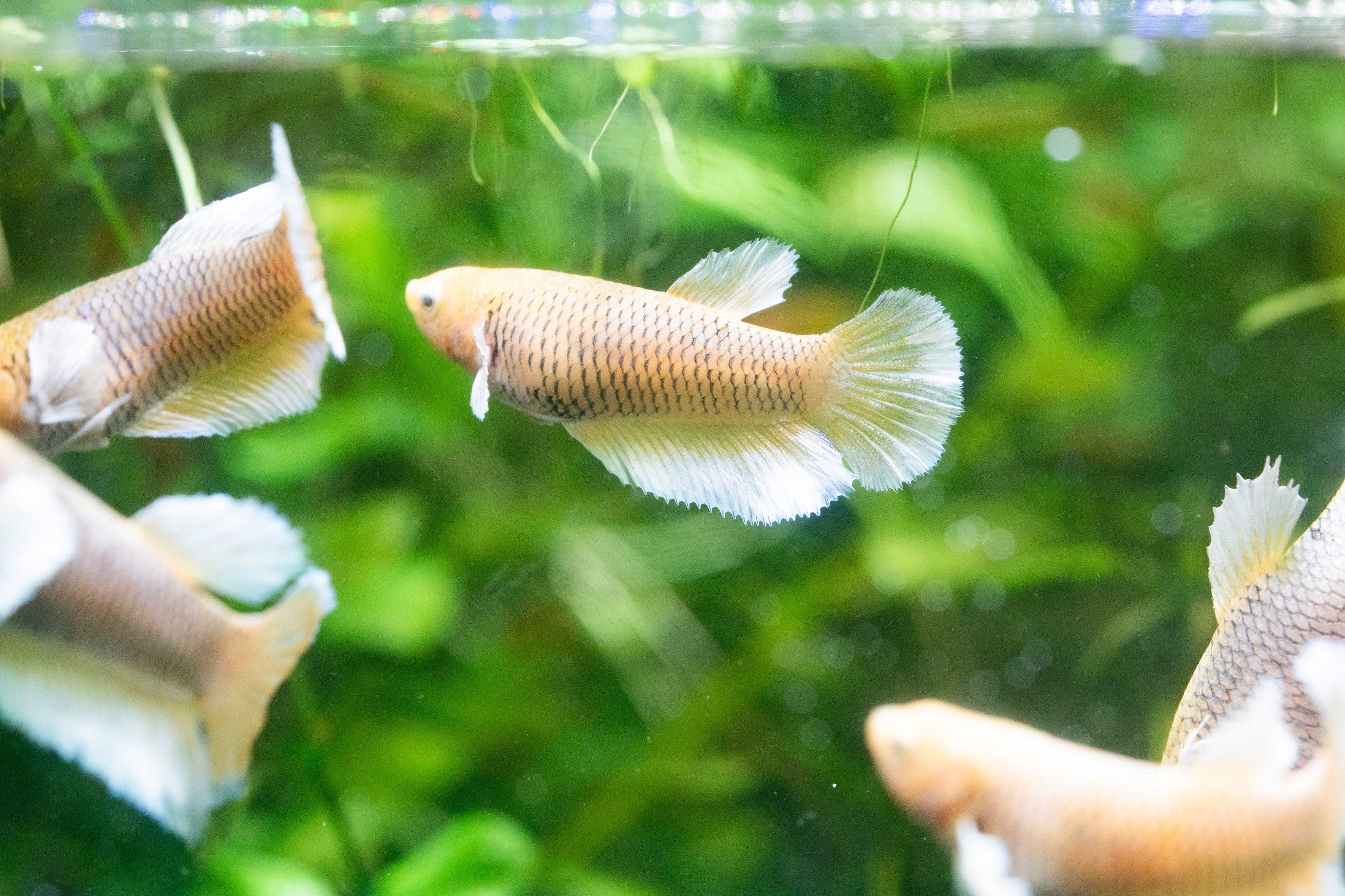 Dumbo Pineapple Female Betta Fish - Image 3