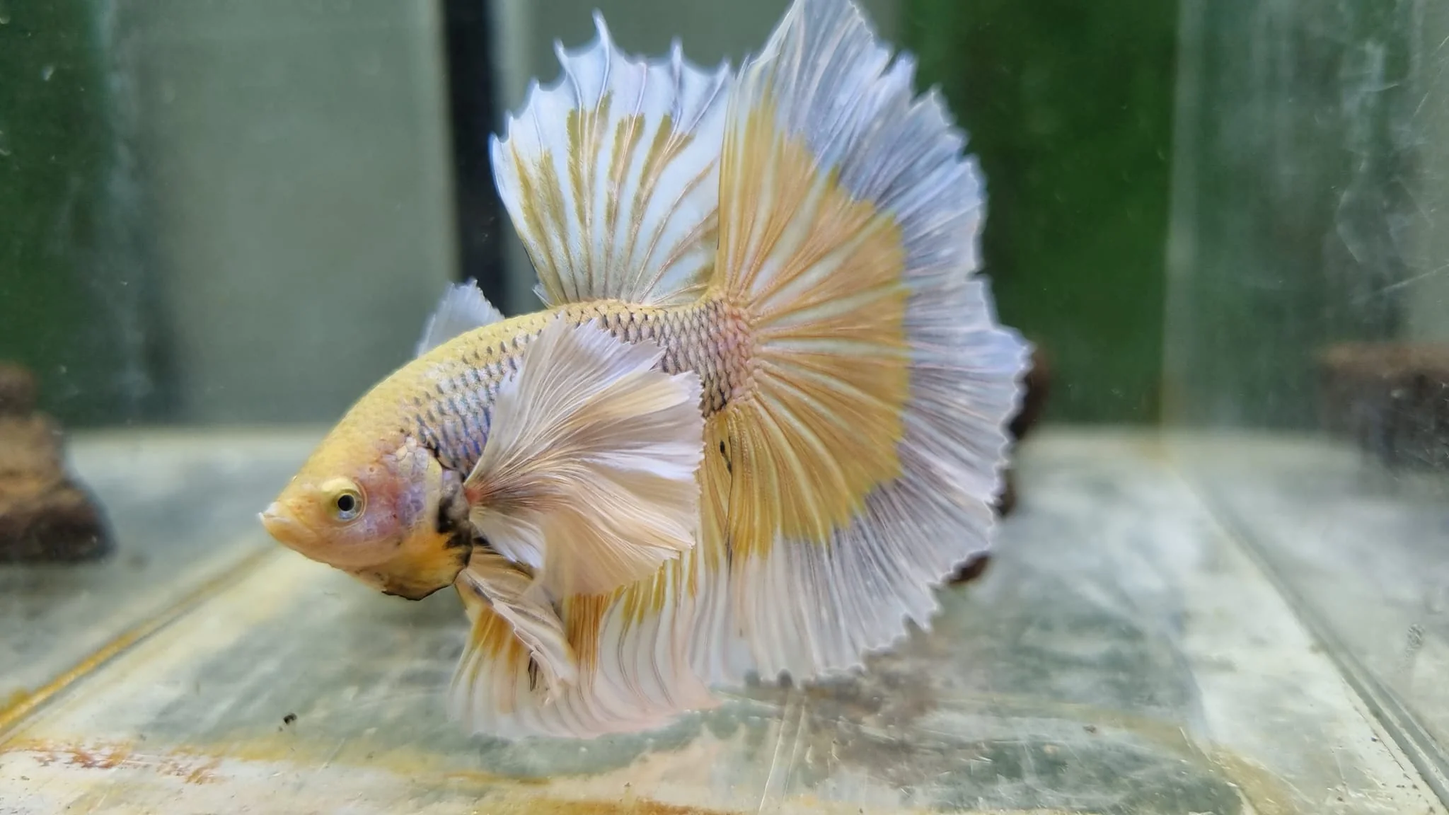 Dumbo Pineapple Halfmoon Male Betta Fish - Image 3
